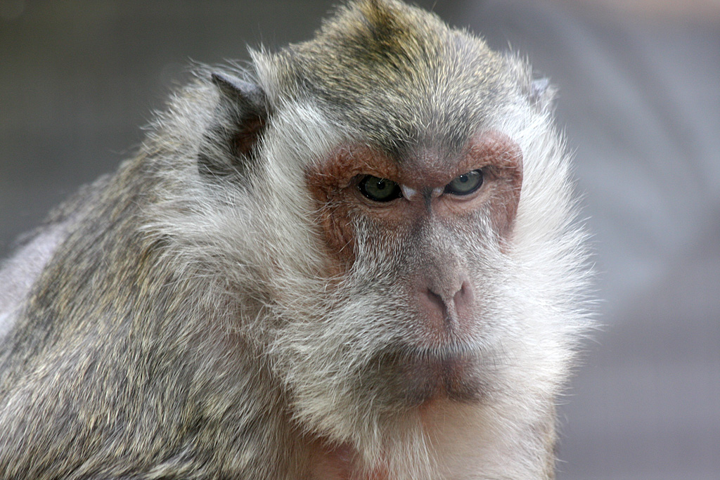 Crab-eating Macaque at Pafos Zoo 2/11/12