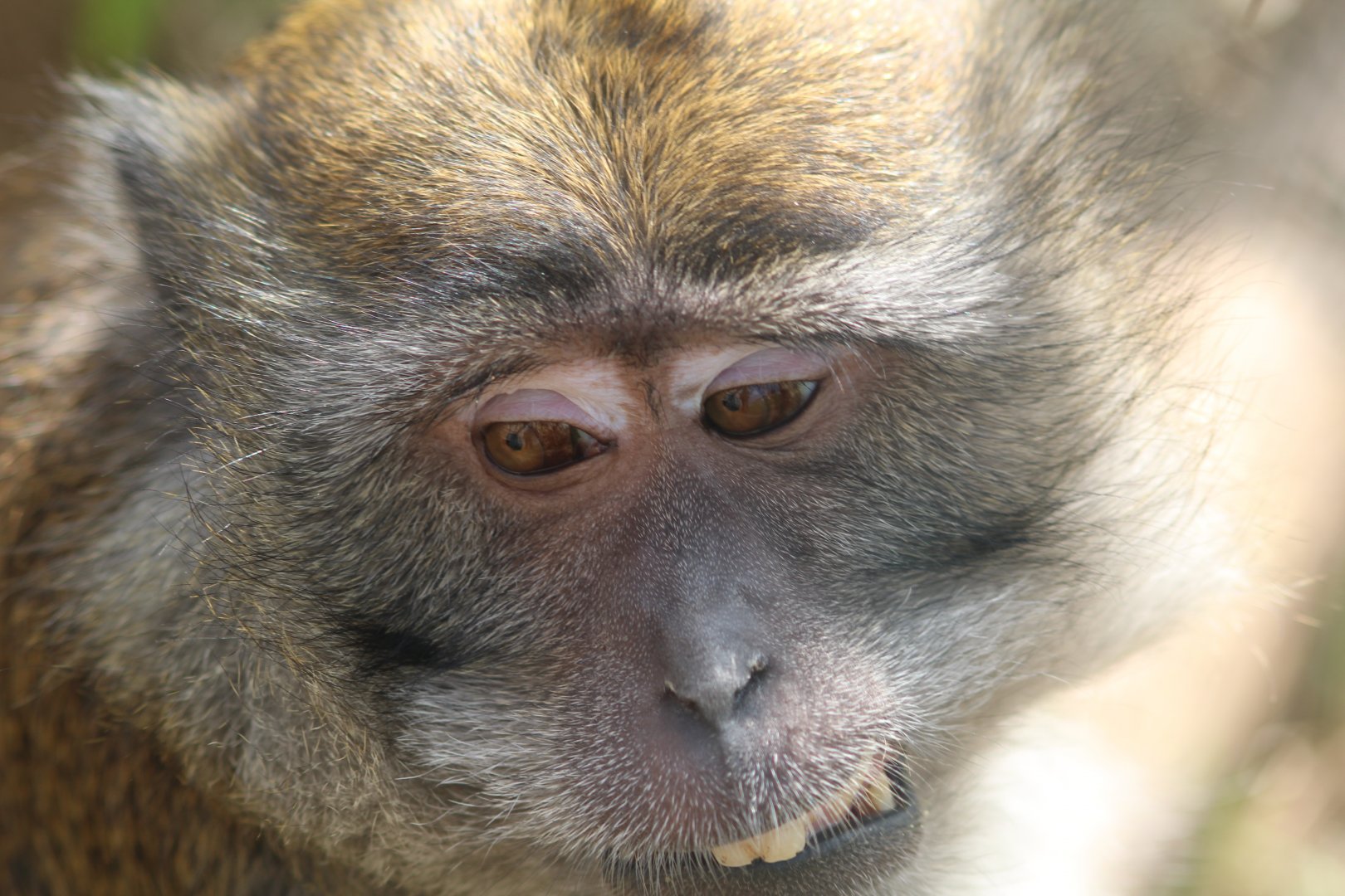 Crab eating macaque at Secret Valley Wildlife park
