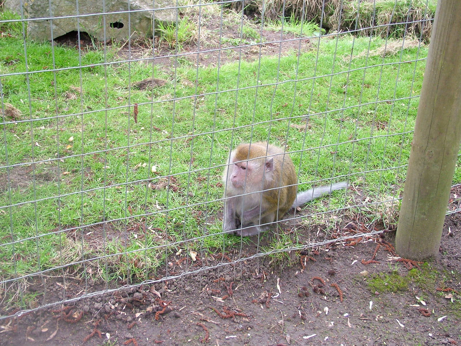 Crab-eating Macaque at Shepreth 05/04/10