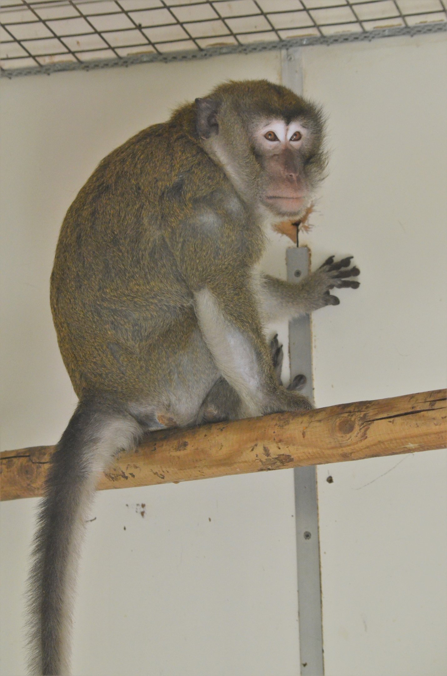 Crab-eating Macaque at Thrigby Hall, 10/06/17