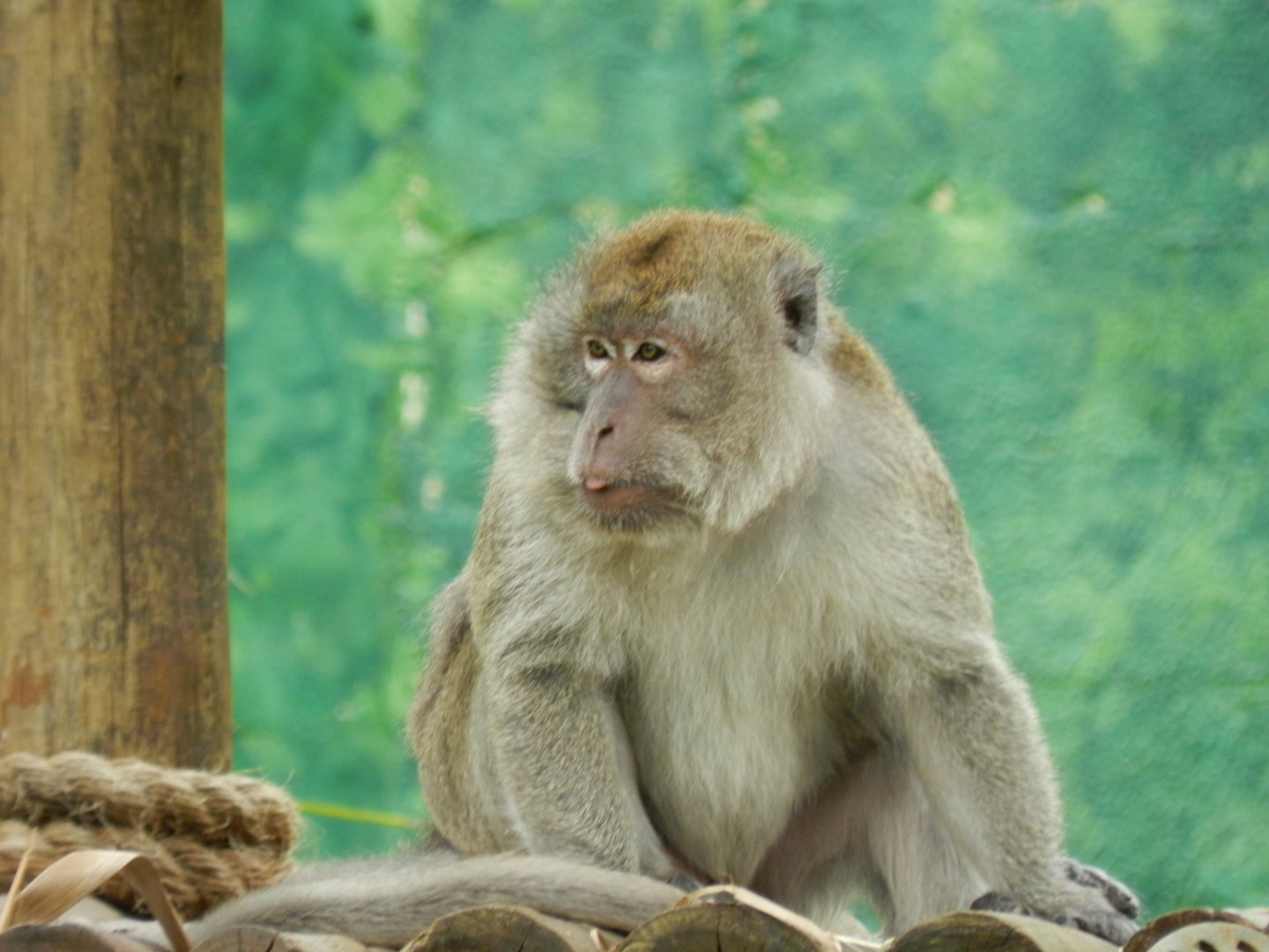 Crab-eating macaque - BioParque do Rio
