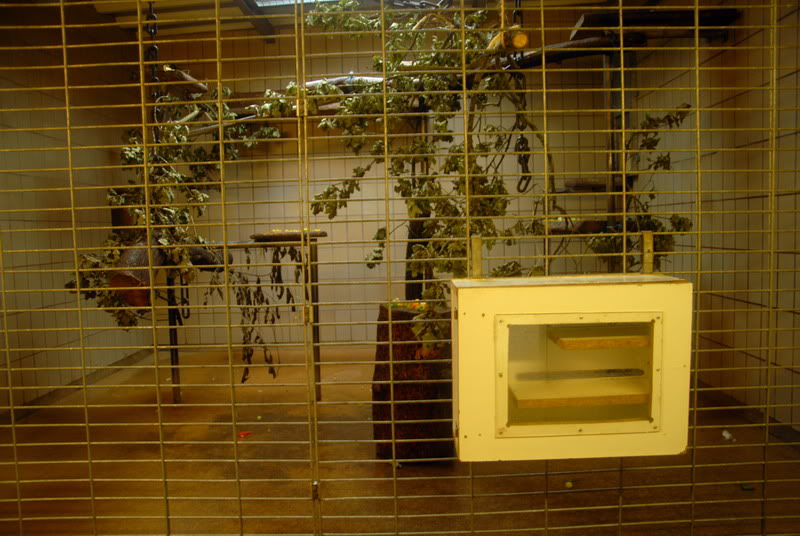 Crab-eating macaque cage at solingen