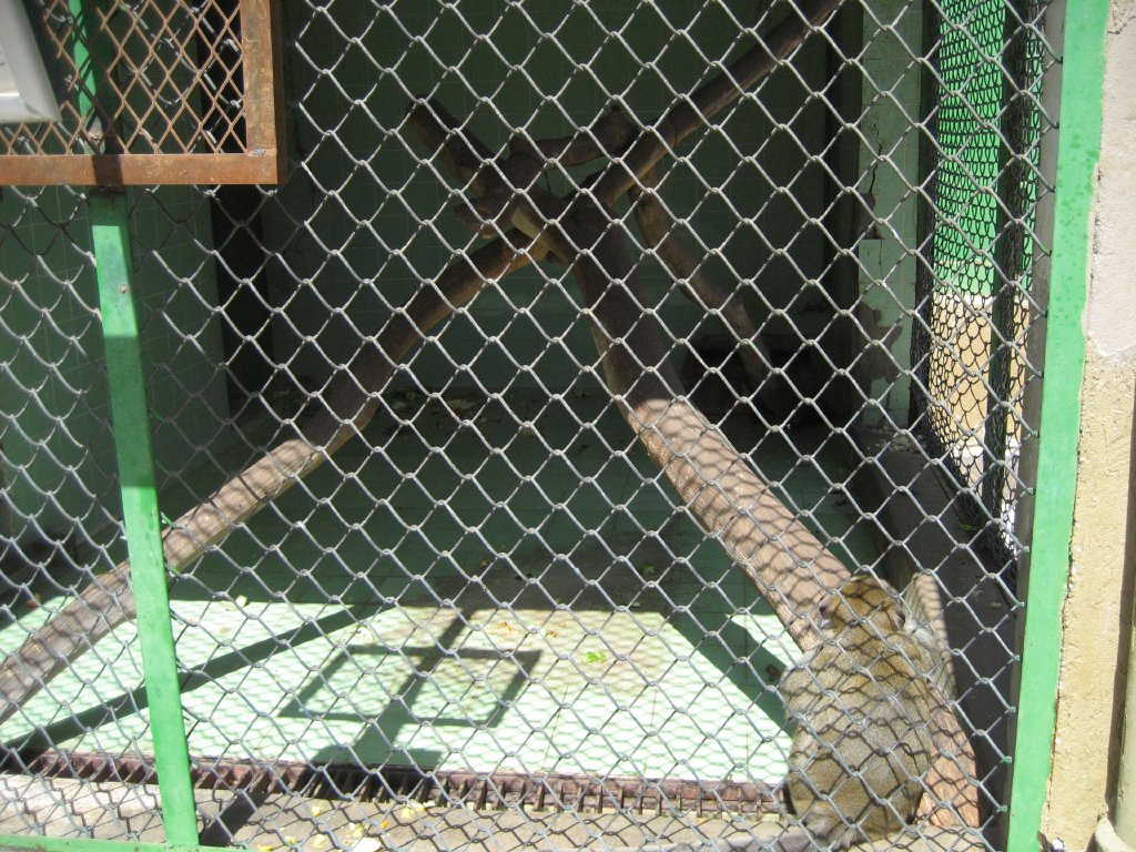 Crab-eating Macaque cage
