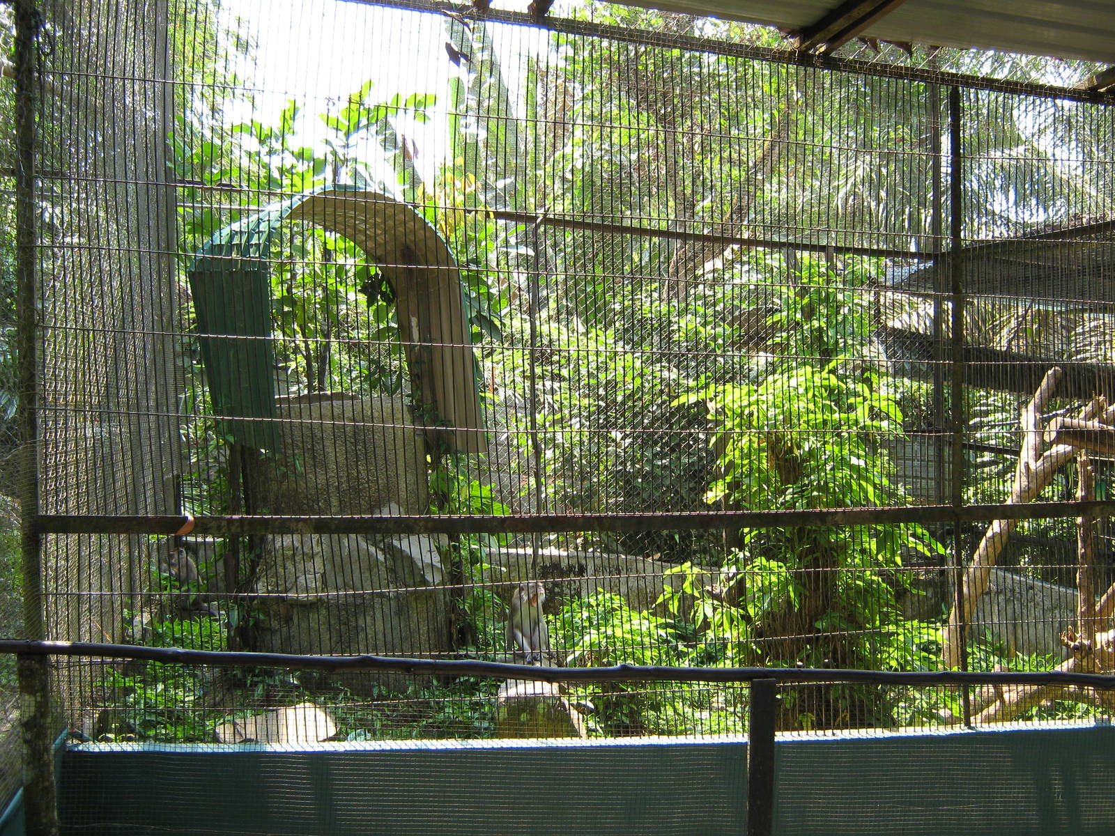 crab-eating macaque cage