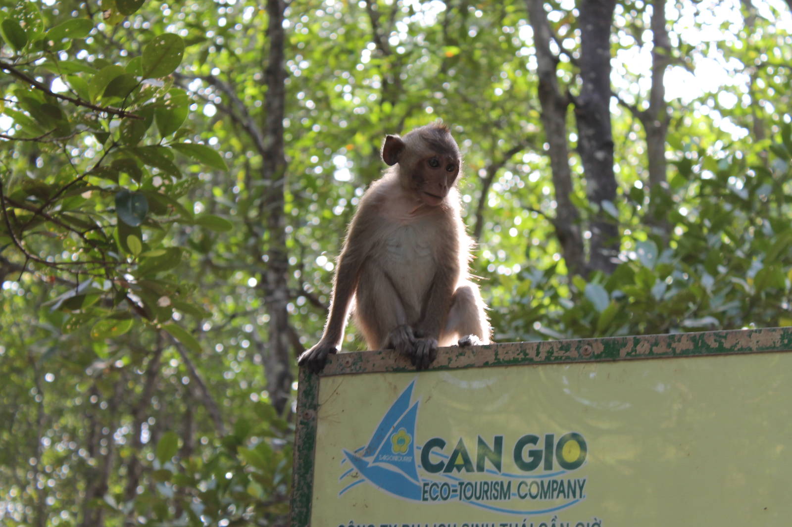 Crab-eating macaque - Can Gio Island