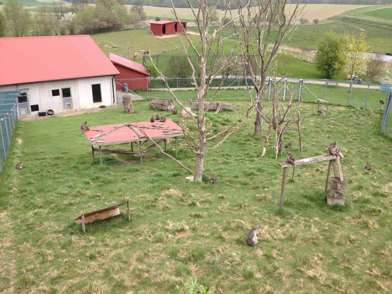 Crab-eating macaque enclosure