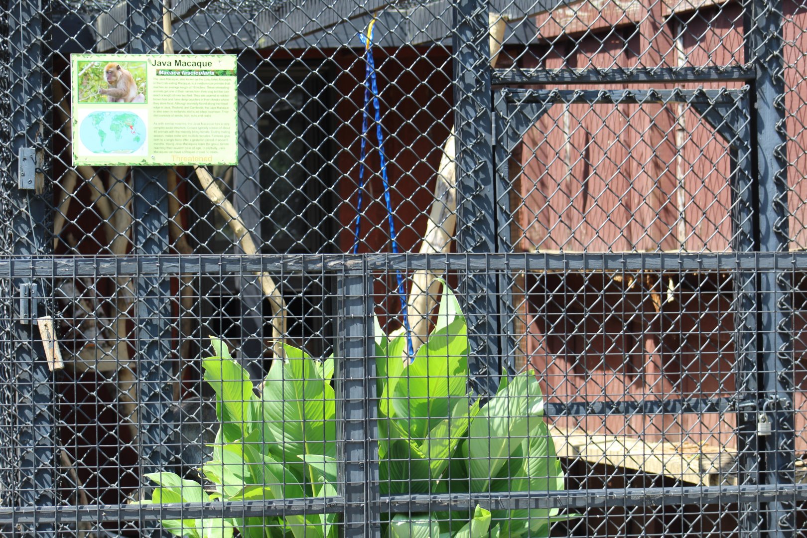 Crab-Eating Macaque Enclosure