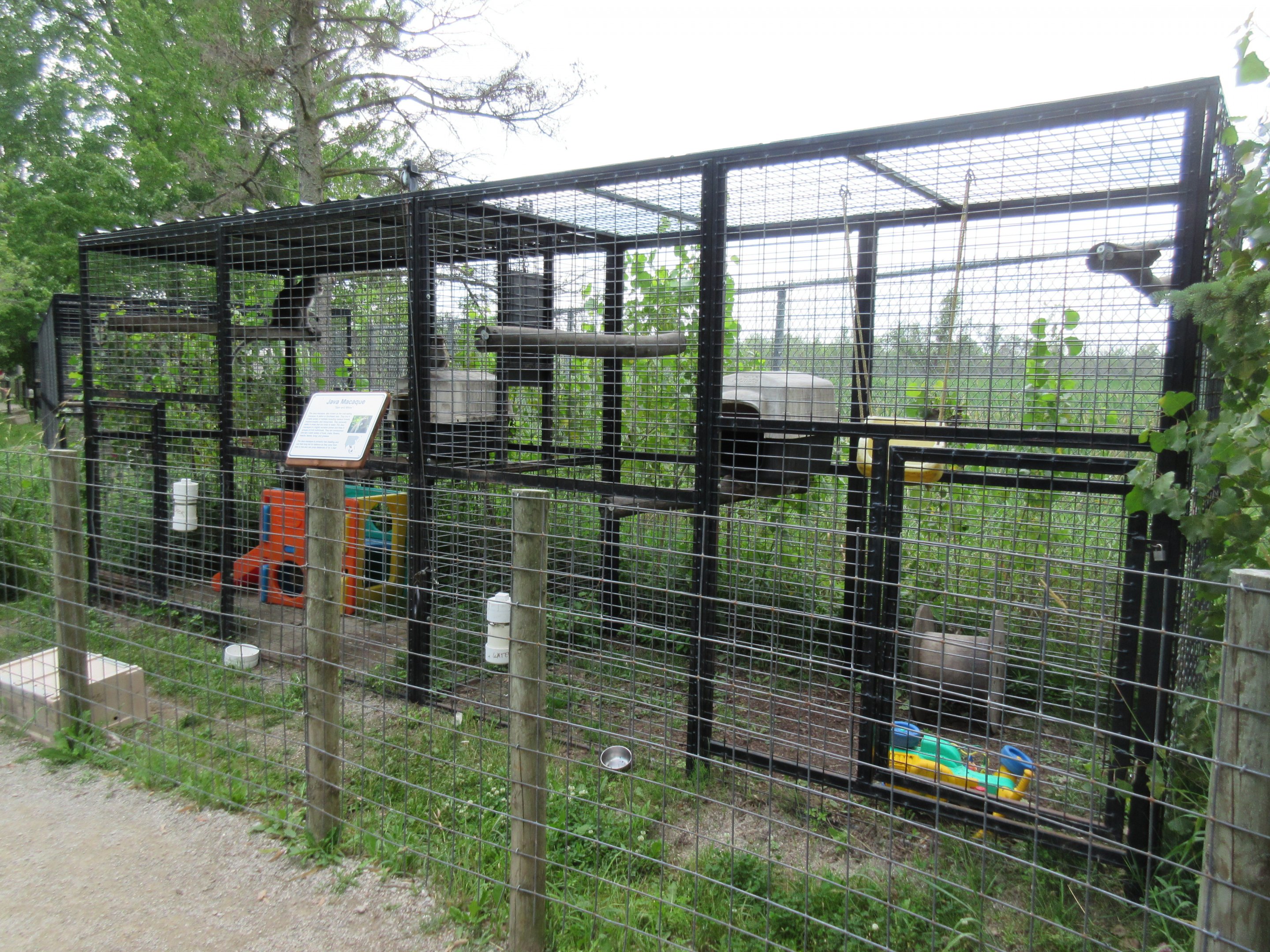Crab-eating Macaque Exhibit