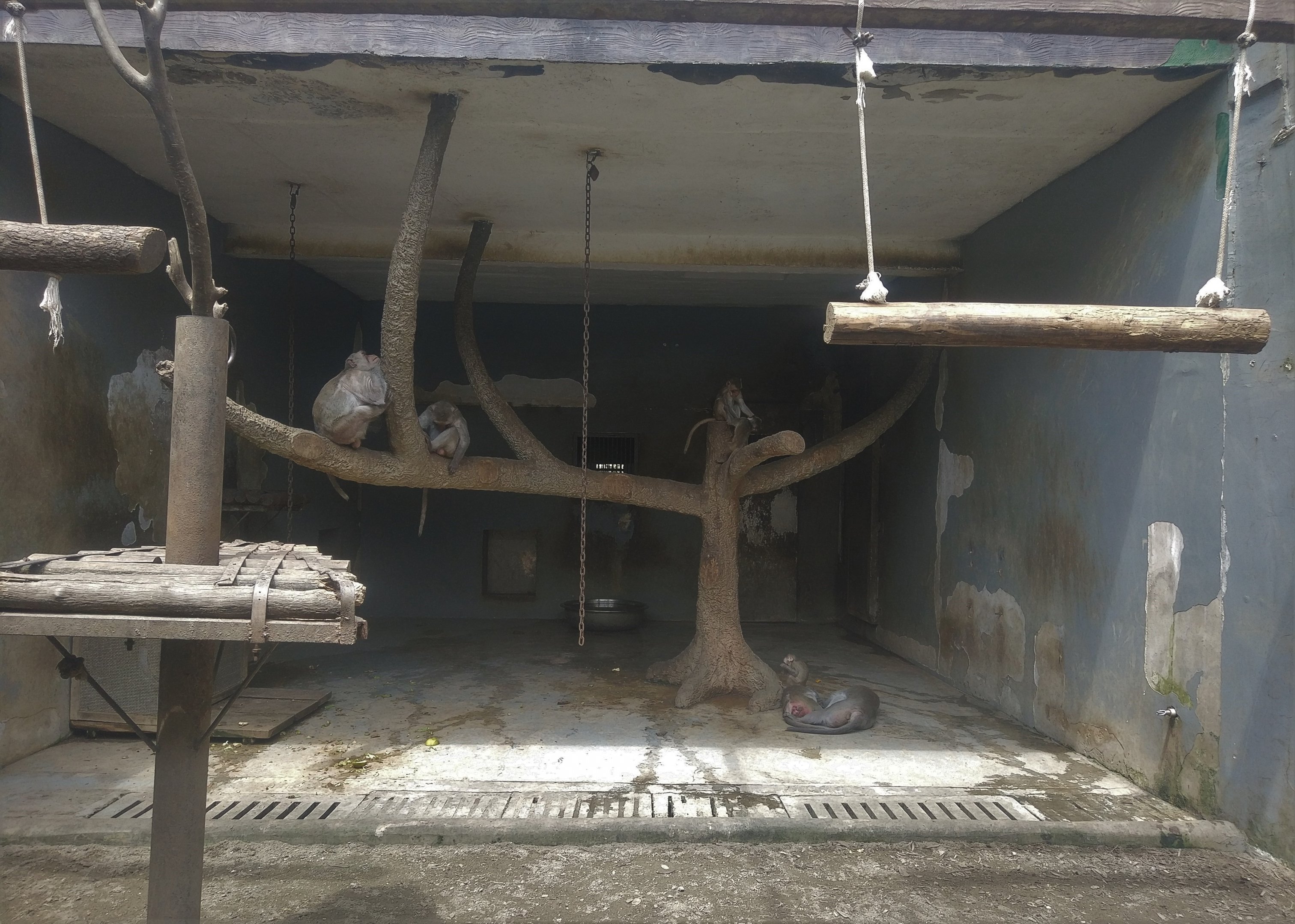 Crab-eating Macaque Exhibit