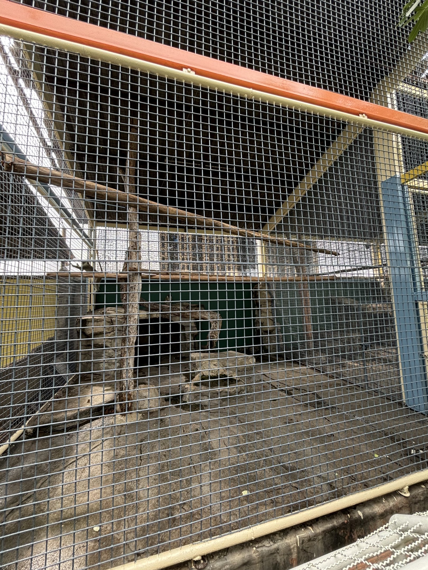 Crab-eating Macaque Exhibit