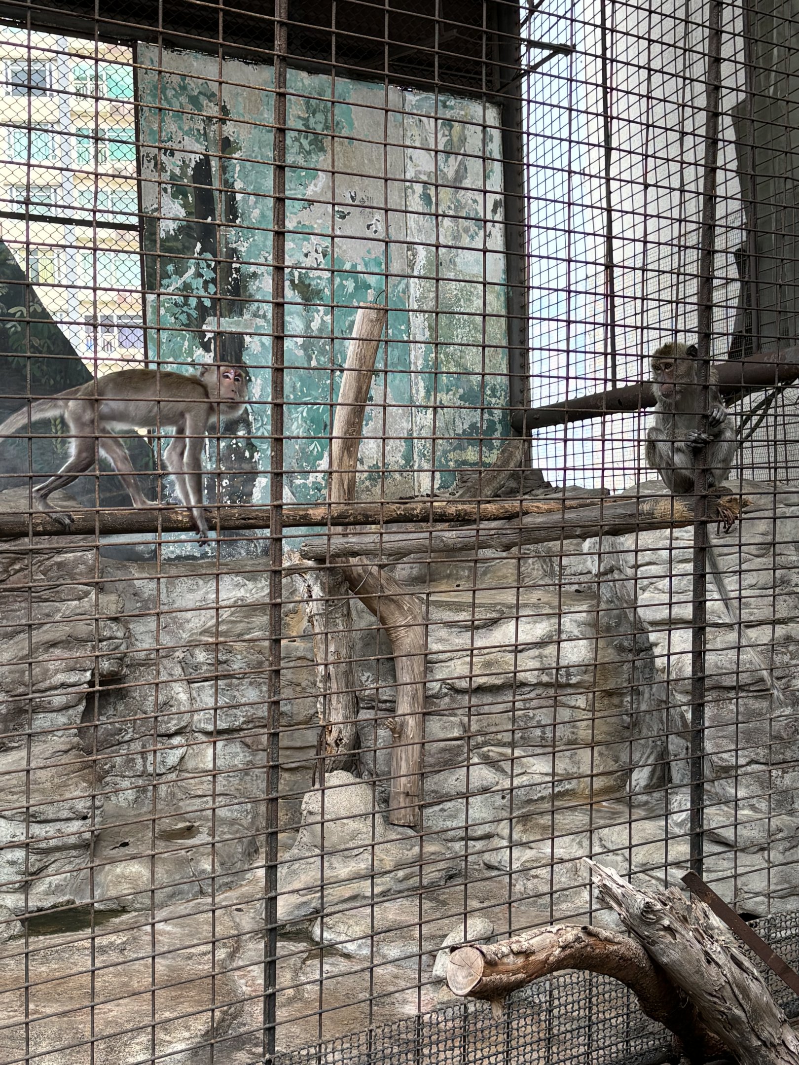 Crab-eating Macaque Exhibit