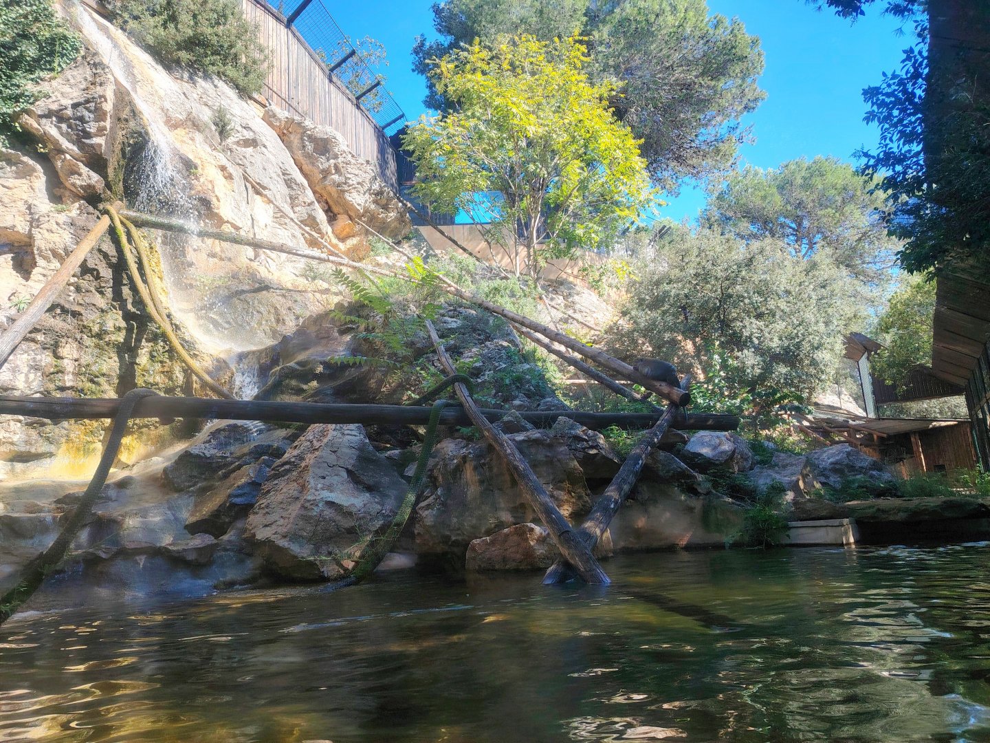 Crab-eating macaque Exhibit