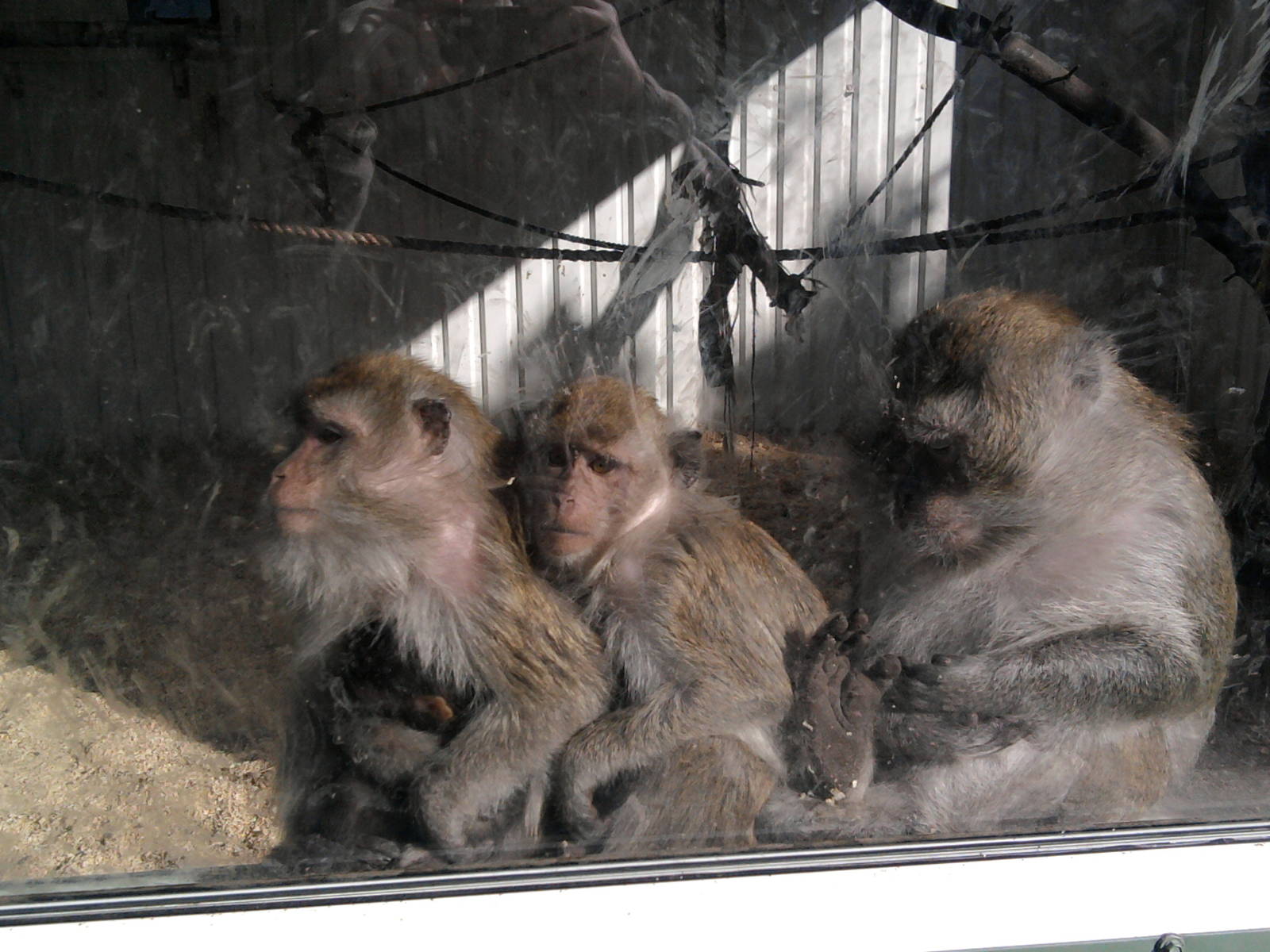Crab-eating macaque family