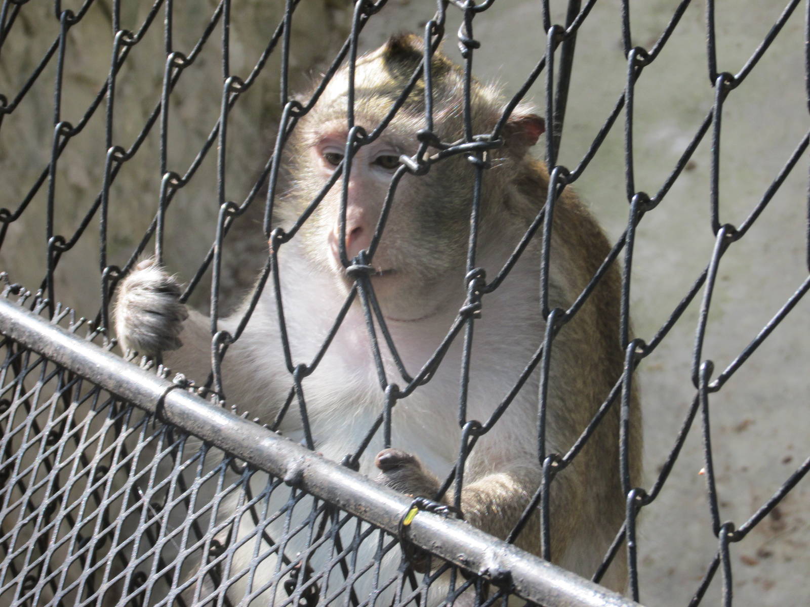 crab eating macaque havana zoo