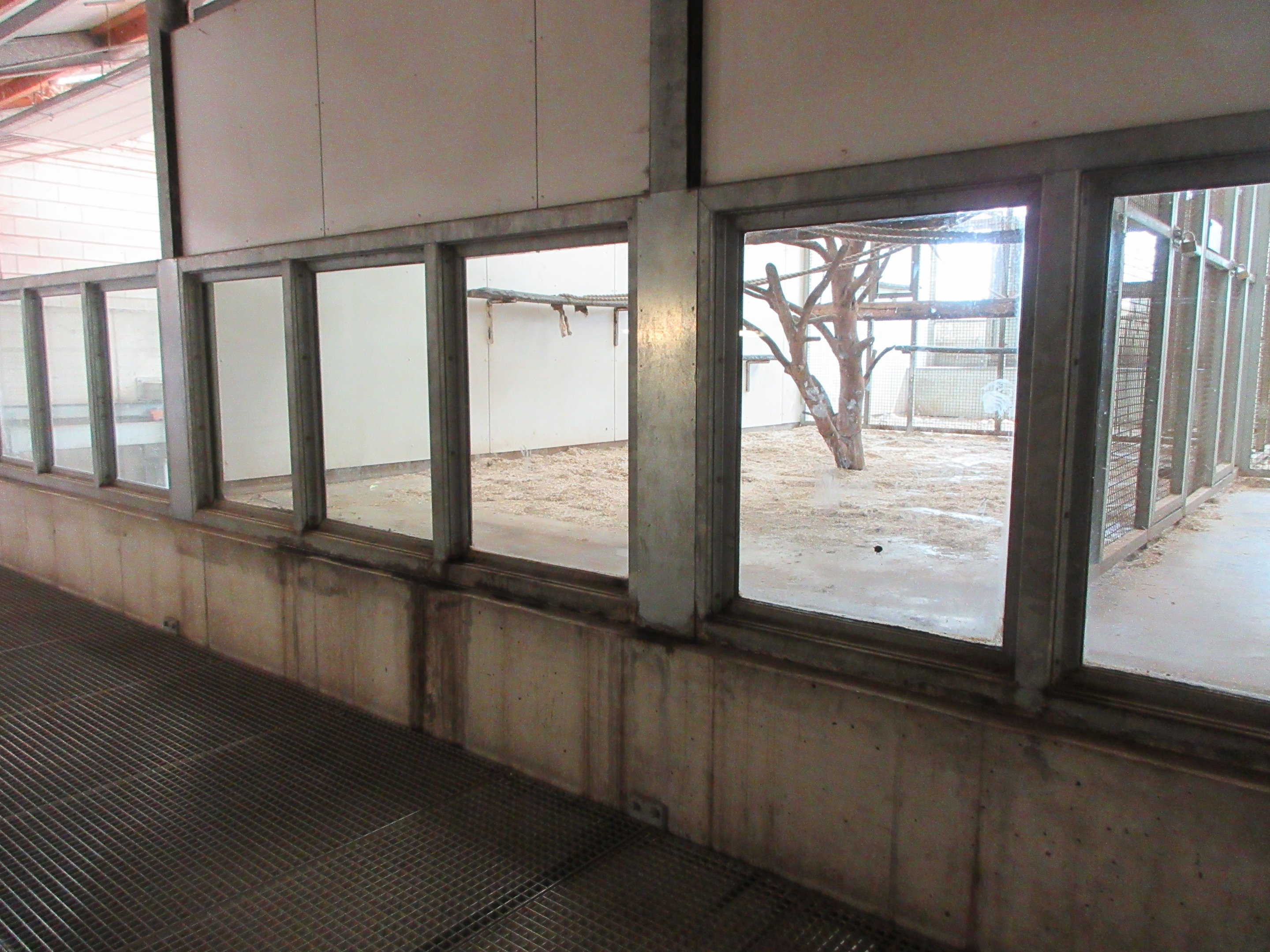 Crab-eating Macaque - indoor area