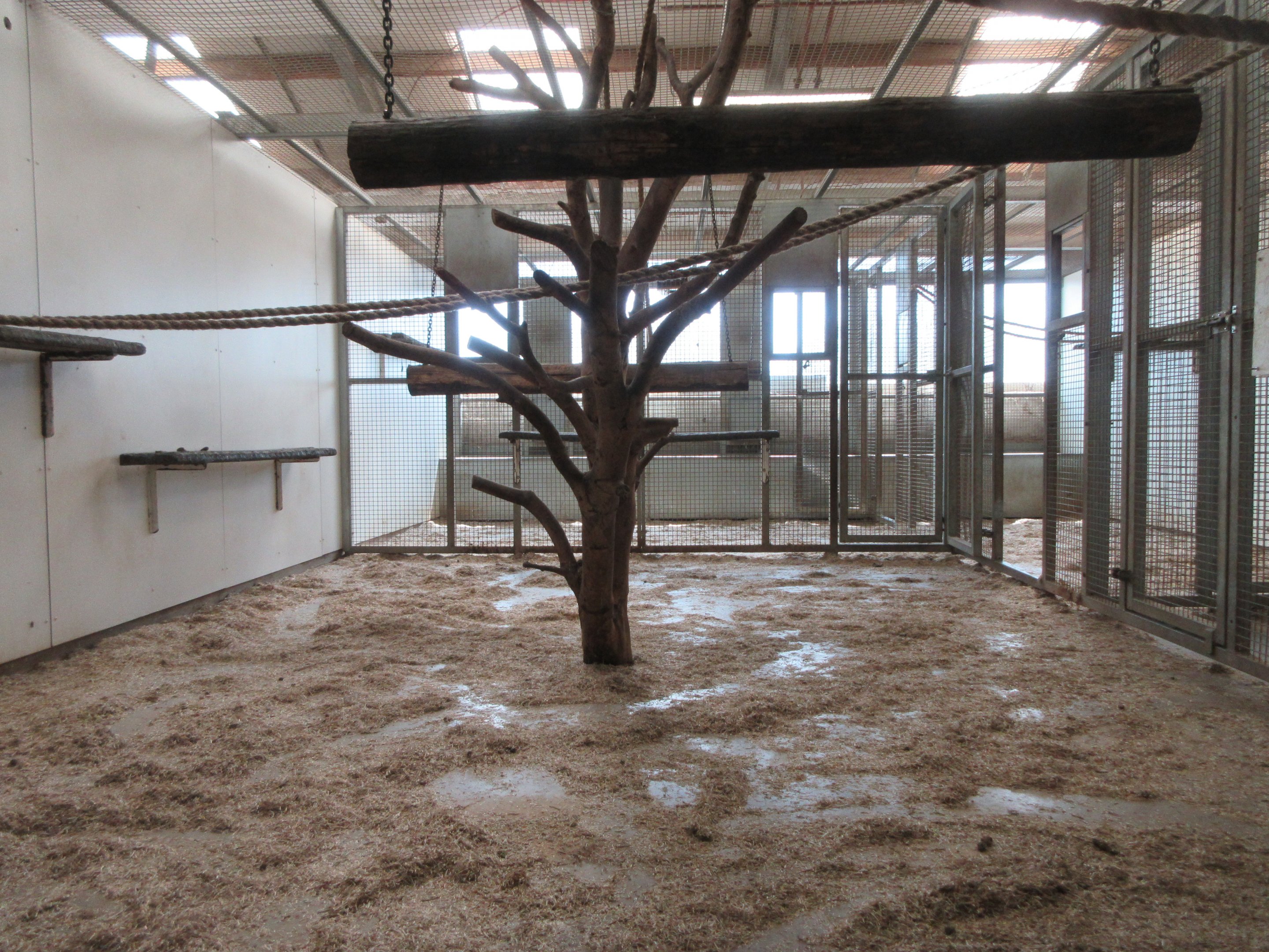 Crab-eating Macaque - indoor area