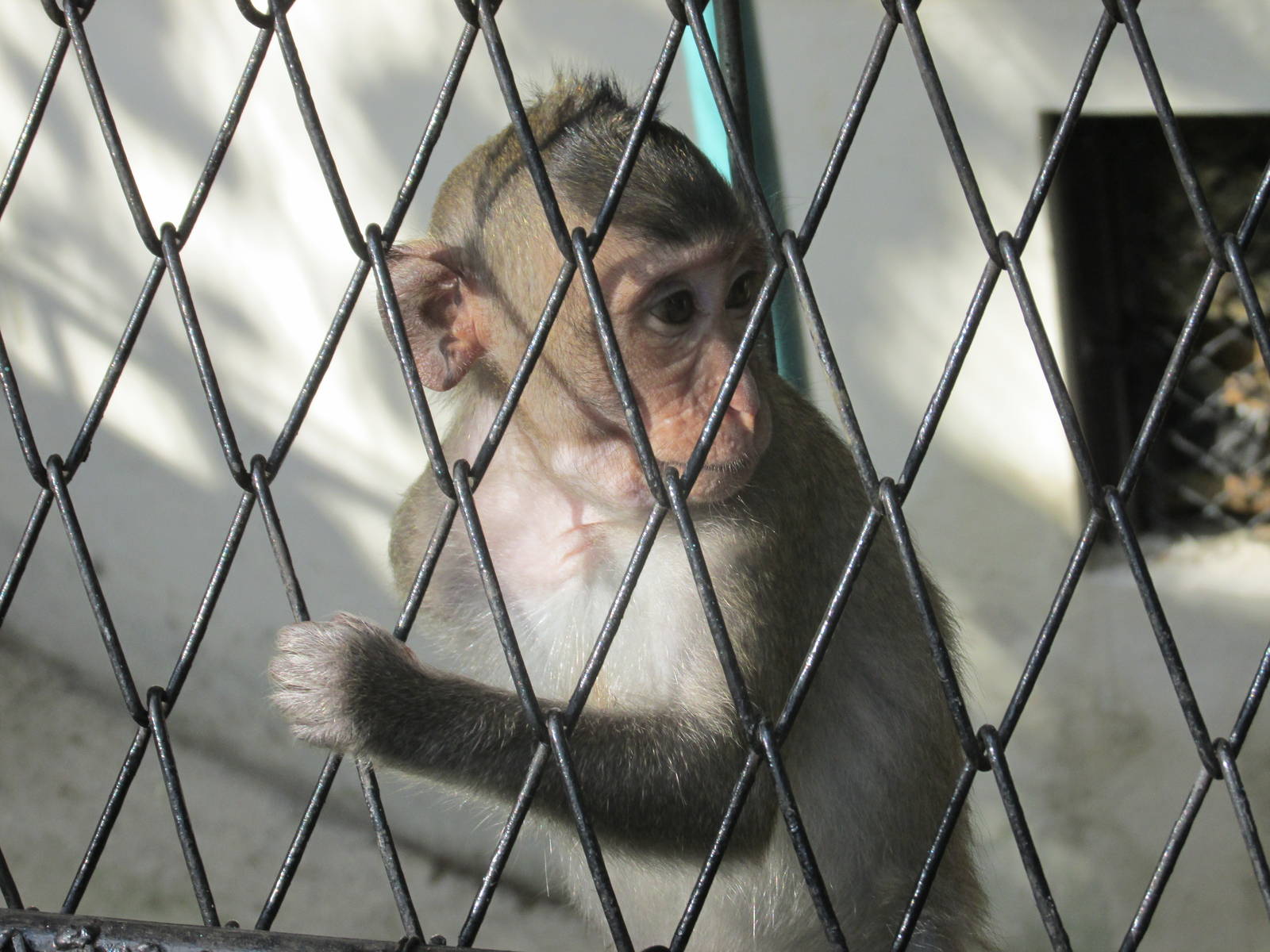 crab eating macaque juvenile havana zoo