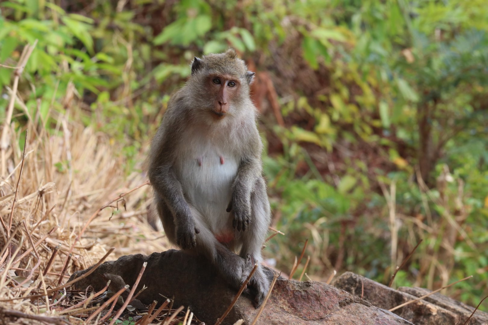 Crab-eating macaque (Koh Chang)