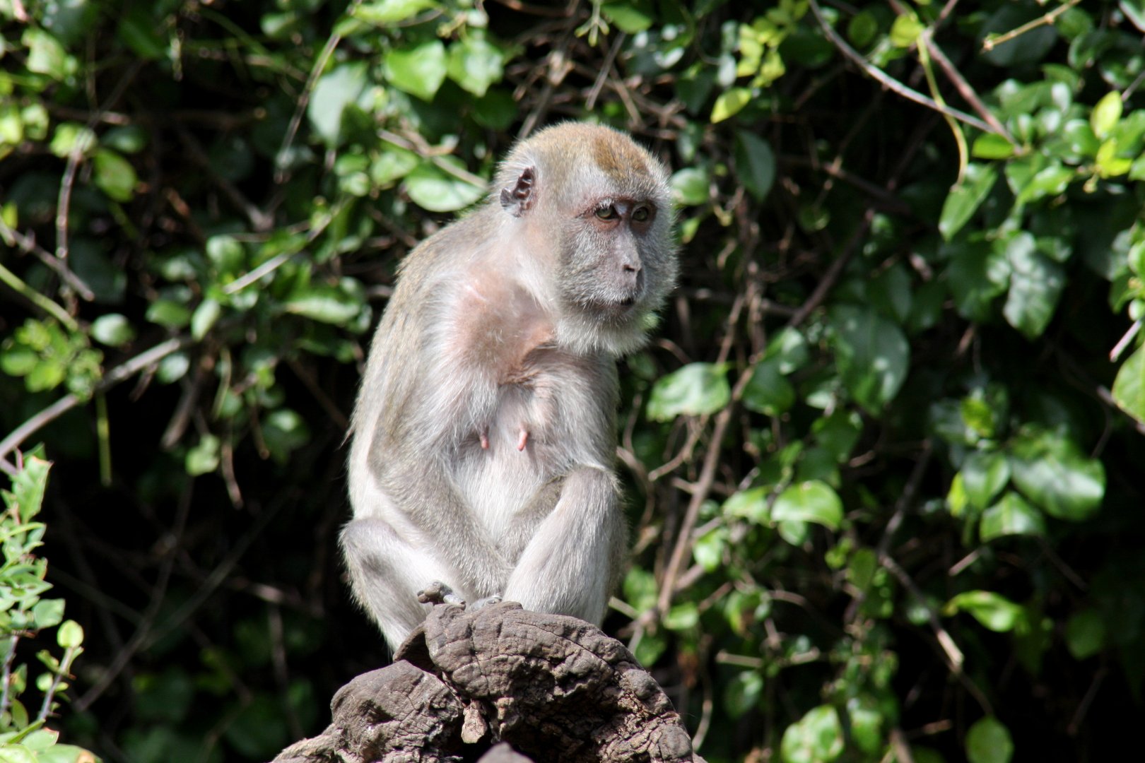 crab-eating macaque (Macaca fascicularis) 2010