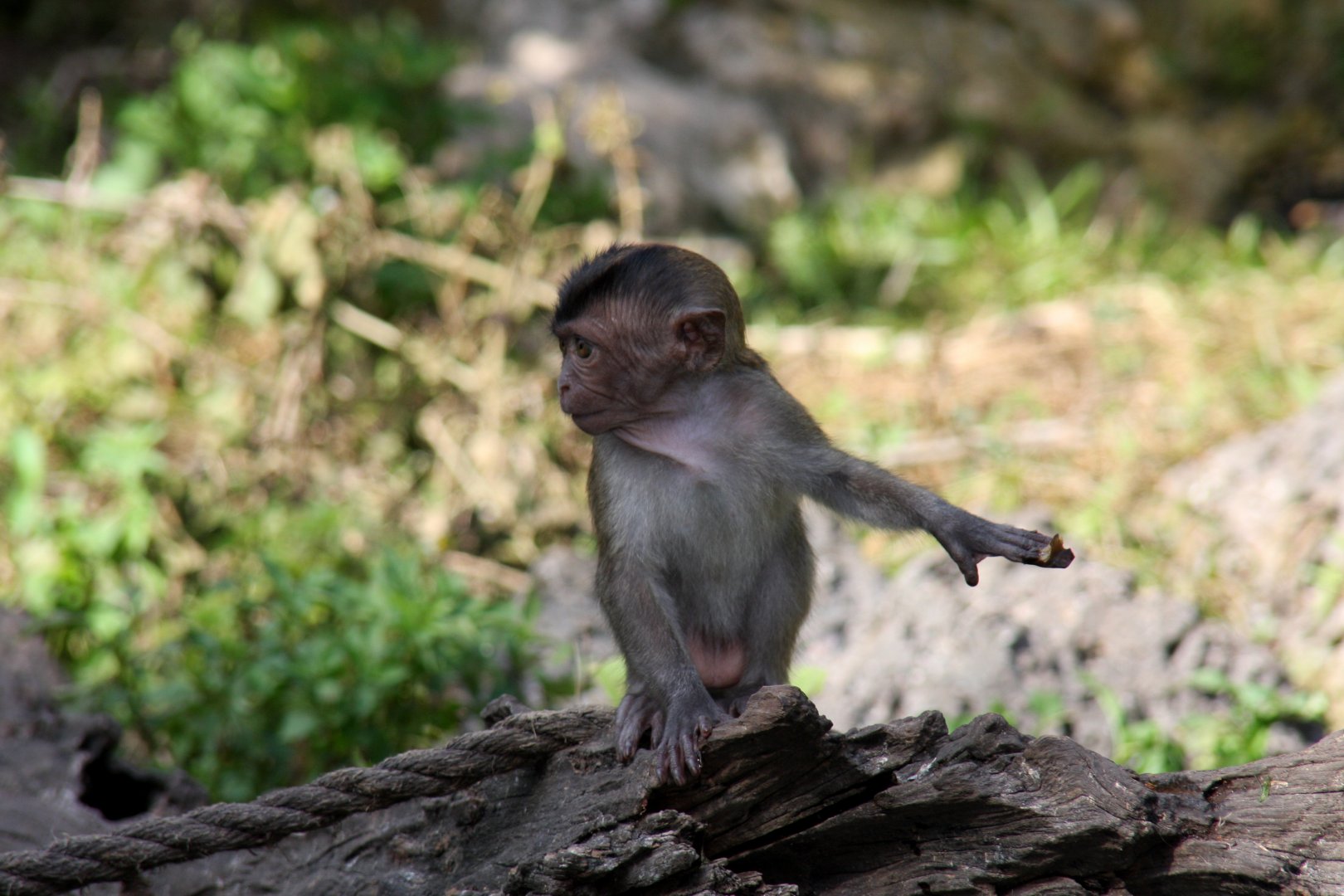 crab-eating macaque (Macaca fascicularis) 2010