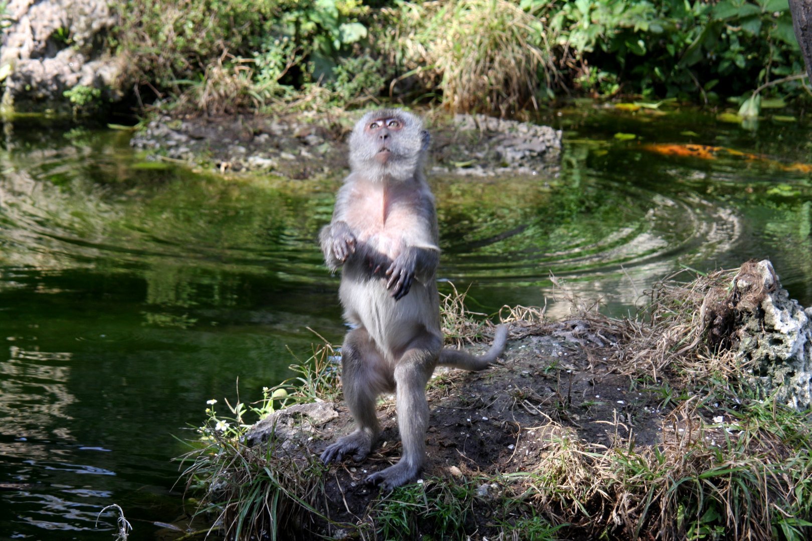 crab-eating macaque (Macaca fascicularis) 2010