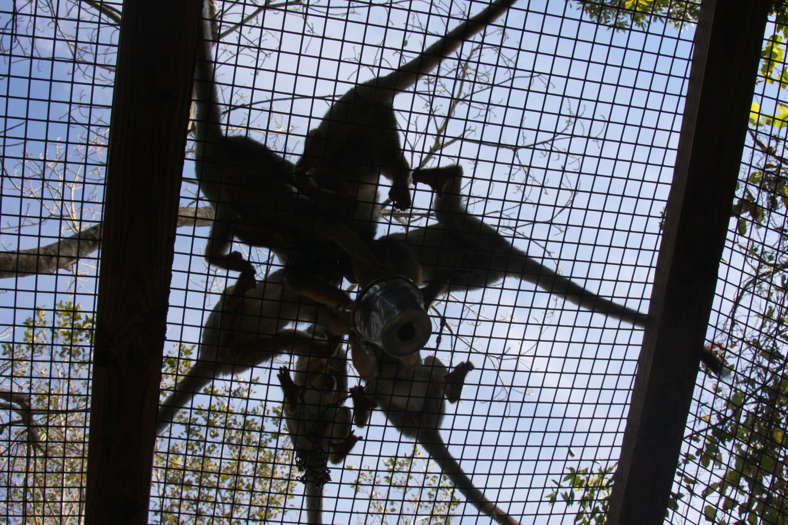 crab-eating macaque (Macaca fascicularis) 2010