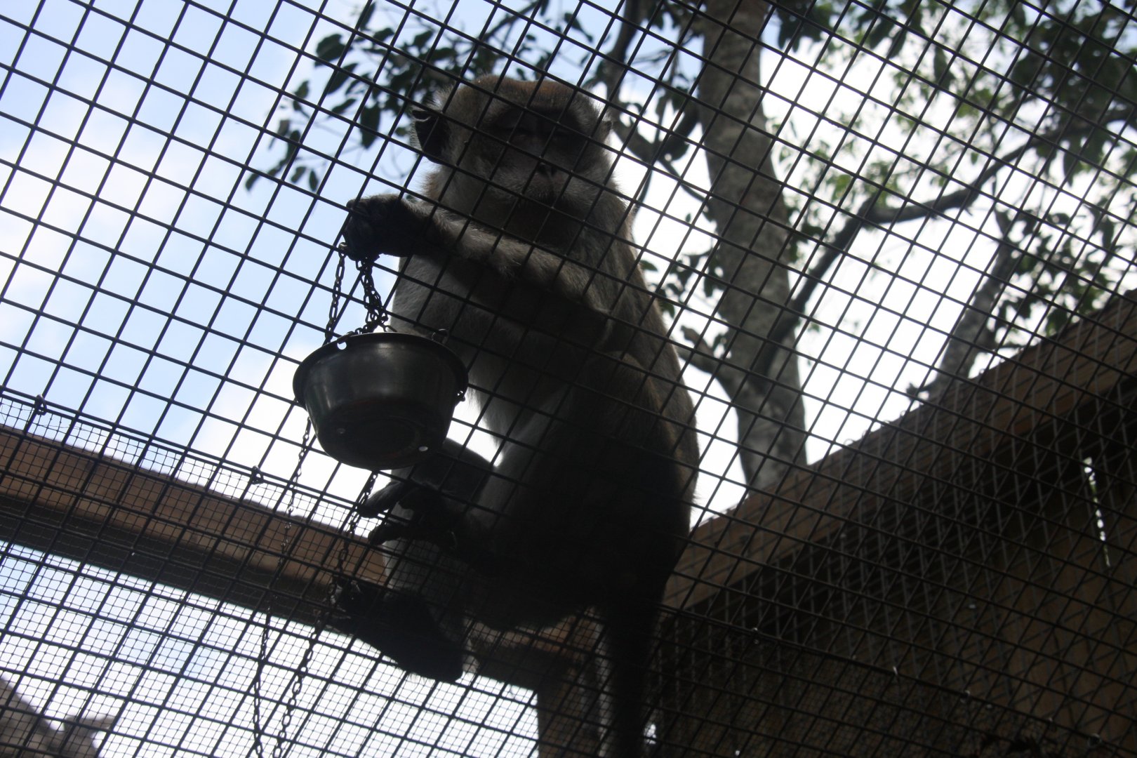 crab-eating macaque (Macaca fascicularis) 2013