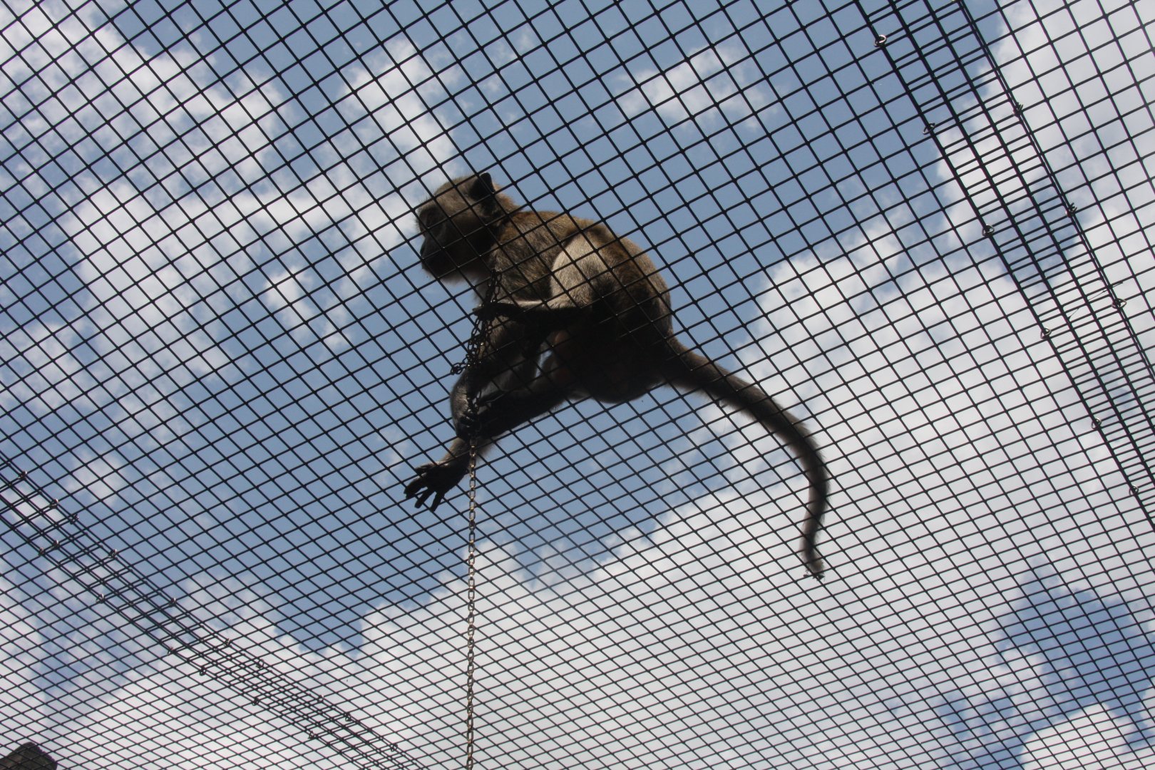 crab-eating macaque (Macaca fascicularis) 2013