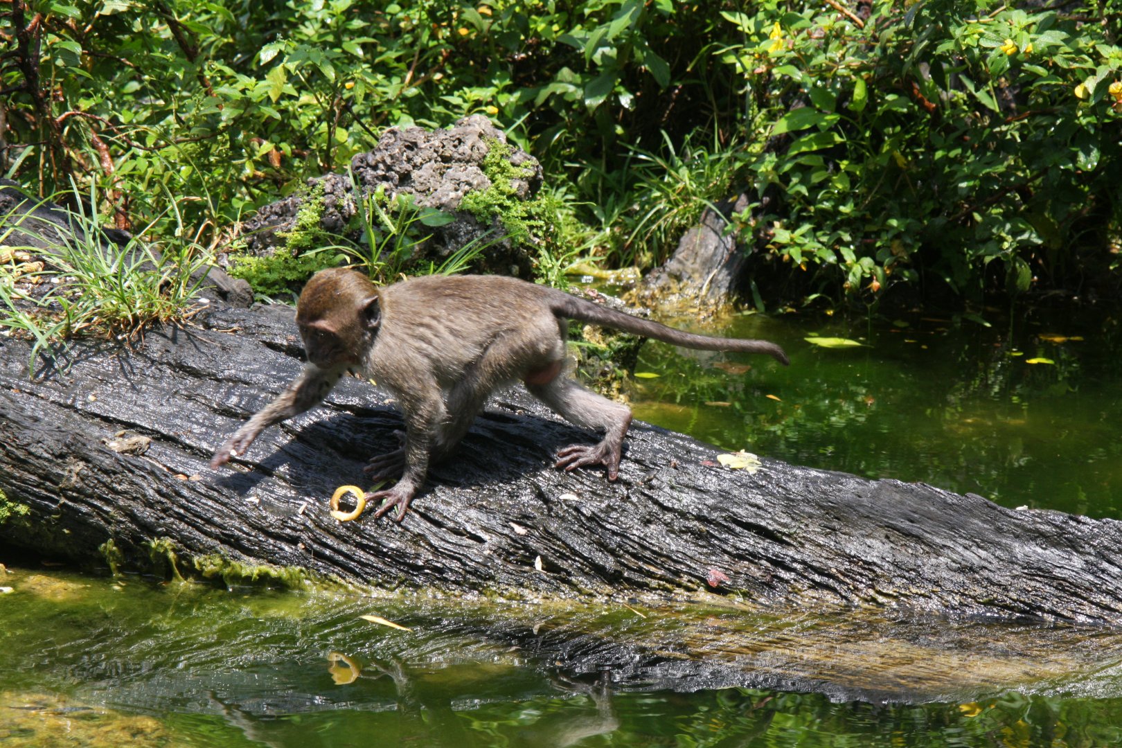crab-eating macaque (Macaca fascicularis) 2013