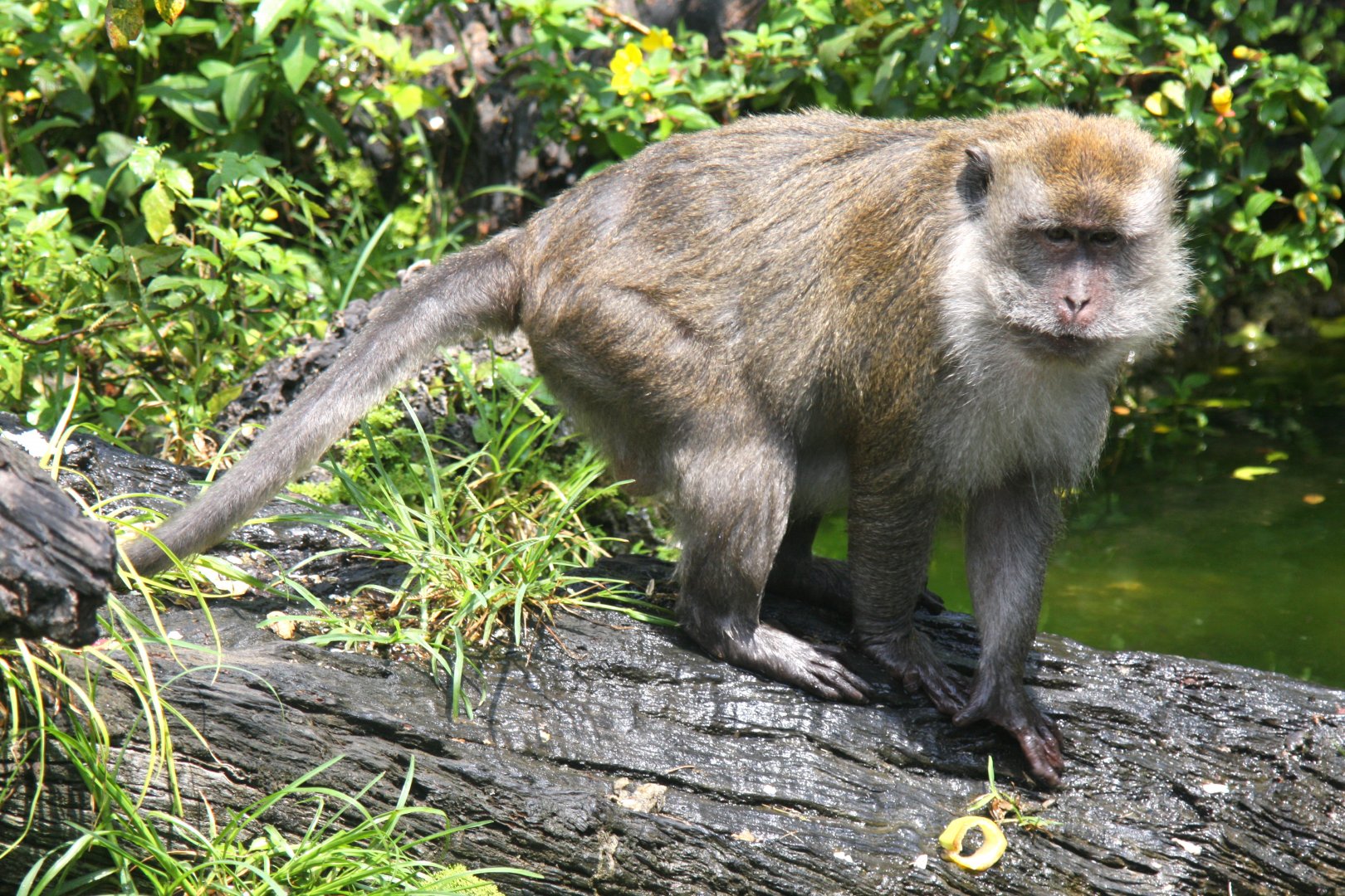 crab-eating macaque (Macaca fascicularis) 2013