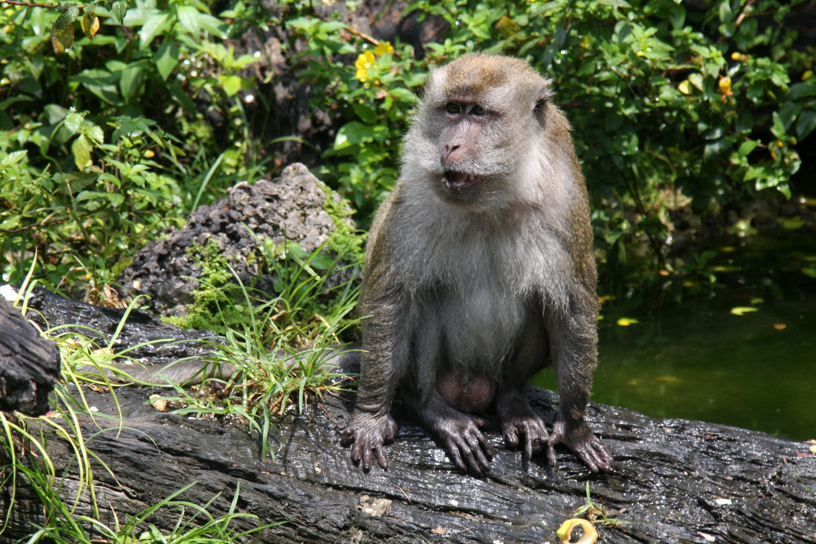 crab-eating macaque (Macaca fascicularis) 2013