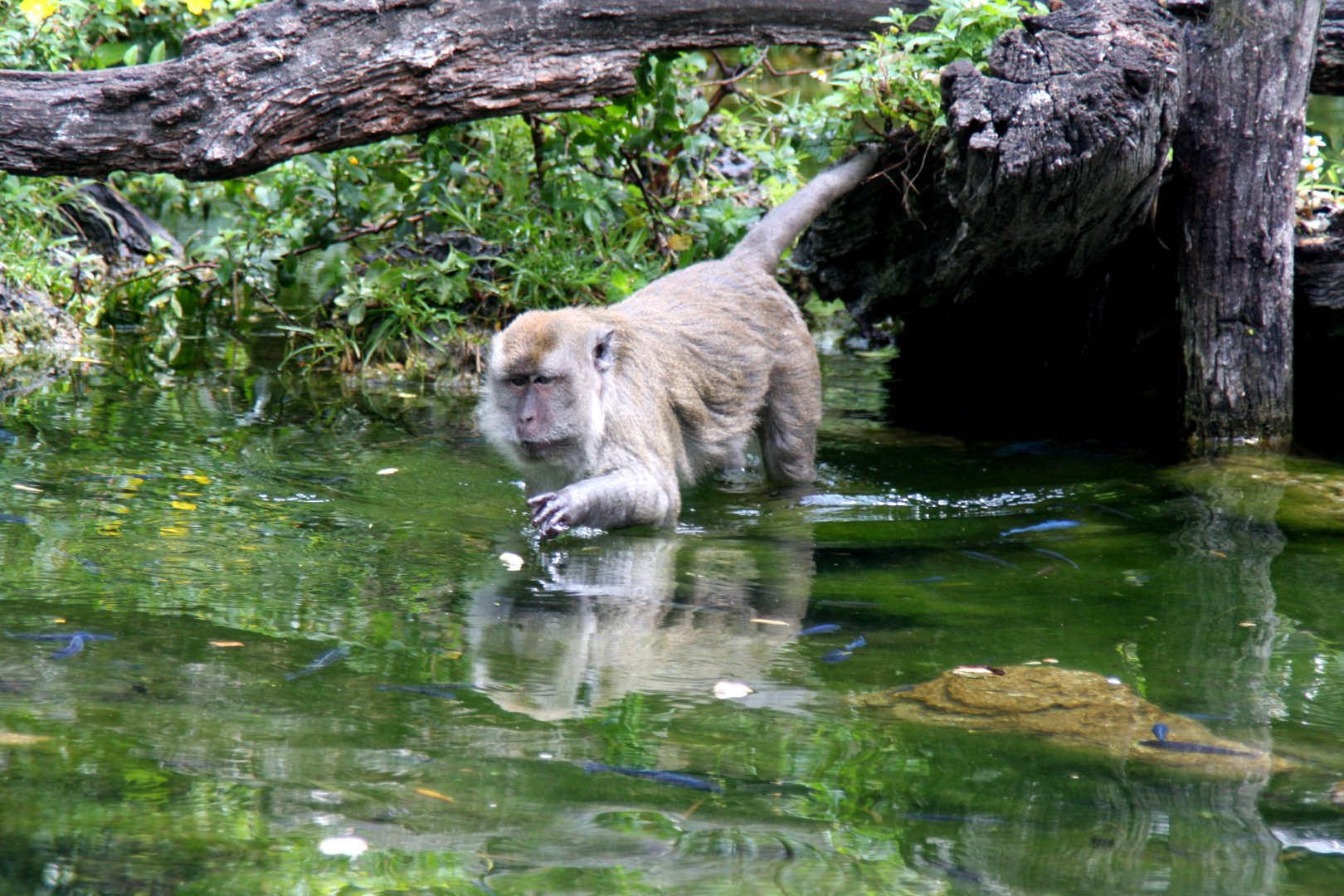 crab-eating macaque (Macaca fascicularis) 2013