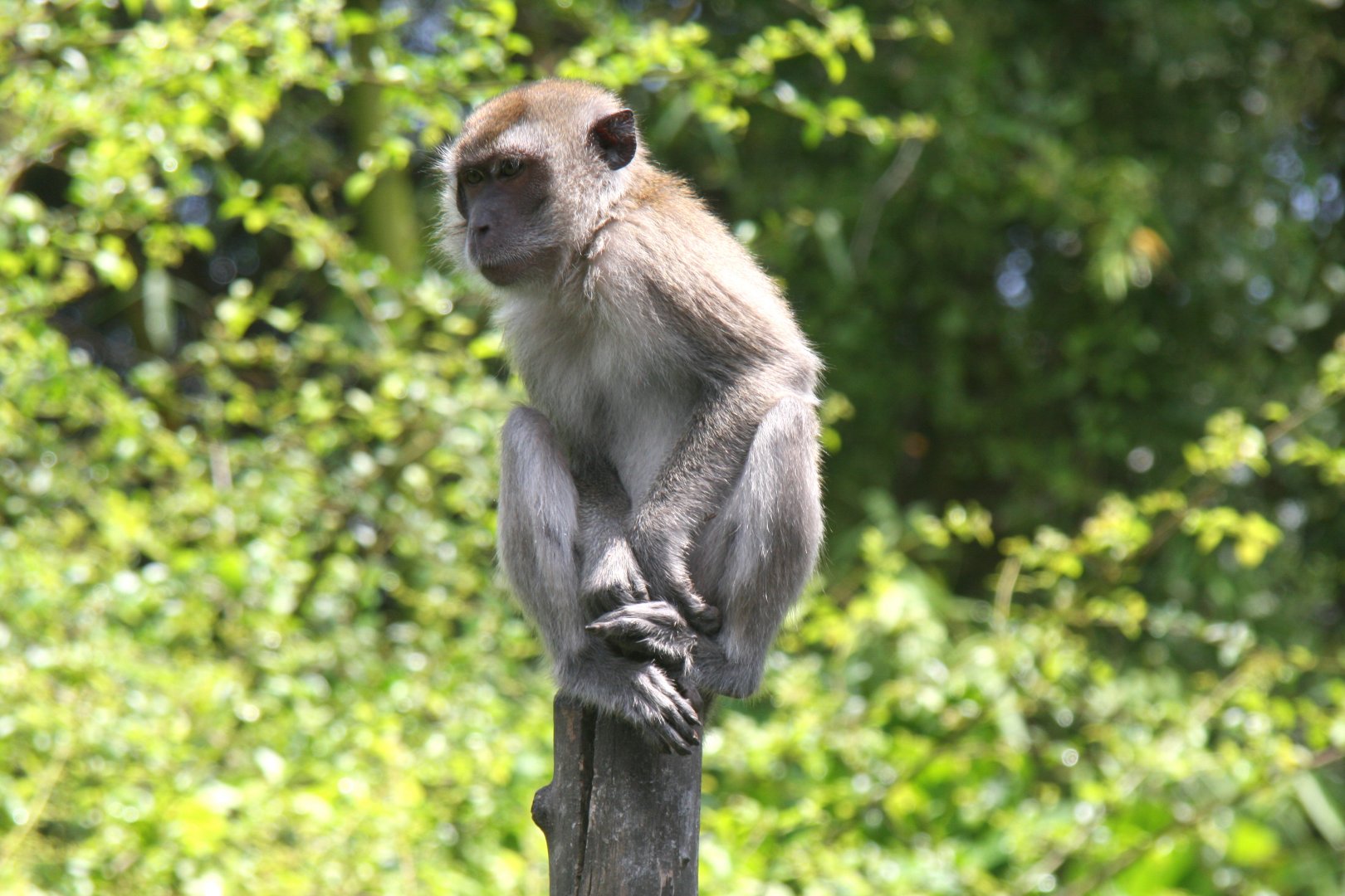 crab-eating macaque (Macaca fascicularis) 2013
