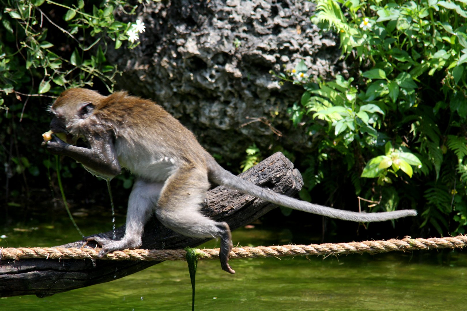 crab-eating macaque (Macaca fascicularis) 2013