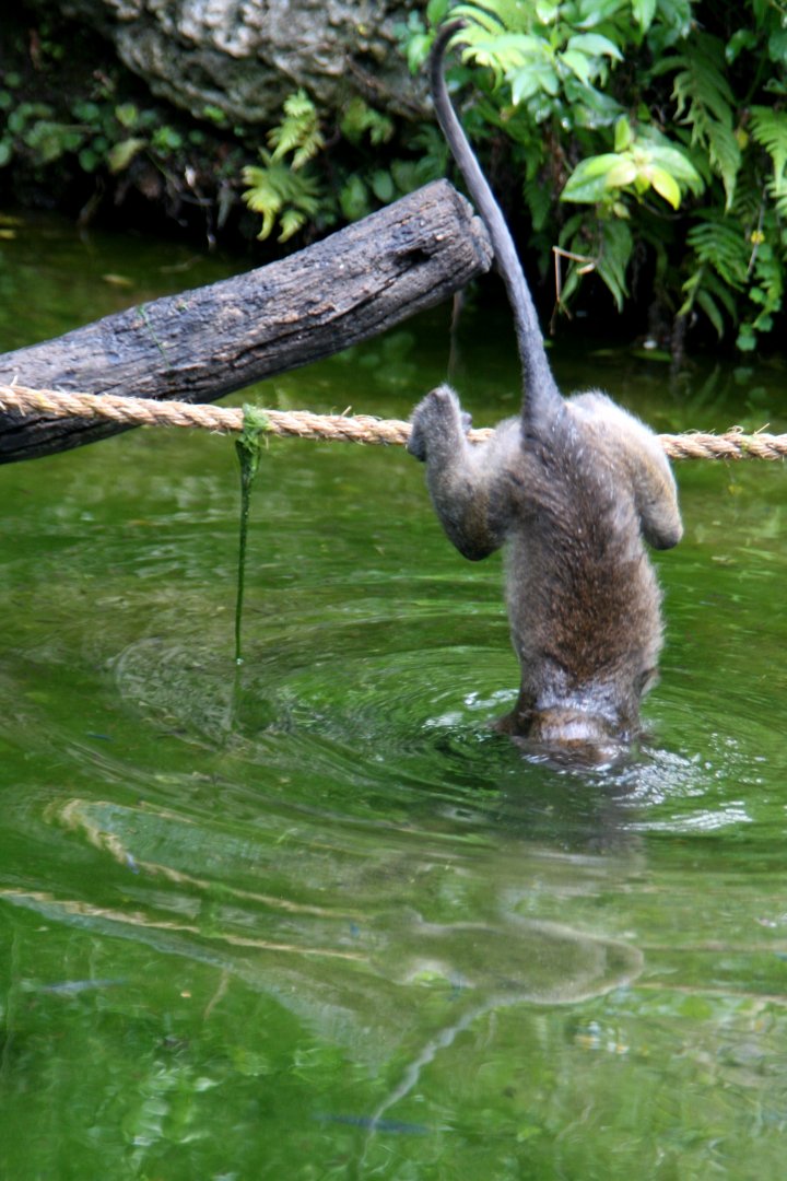 crab-eating macaque (Macaca fascicularis) 2013