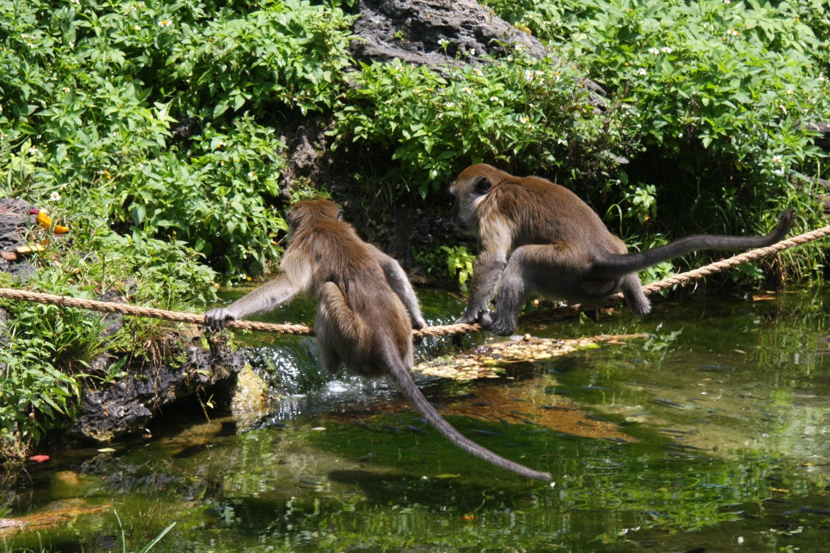 crab-eating macaque (Macaca fascicularis) 2013