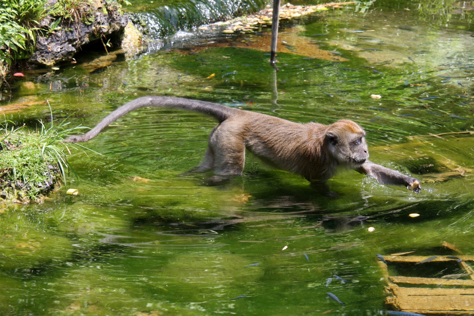 crab-eating macaque (Macaca fascicularis) 2013