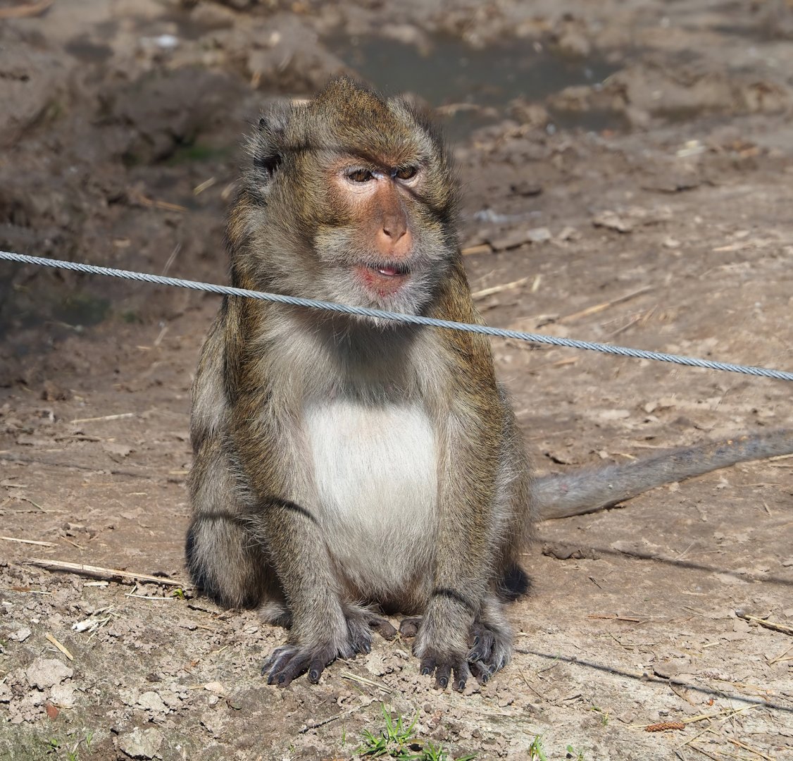 Crab-eating macaque (Macaca fascicularis), 2023-04-30