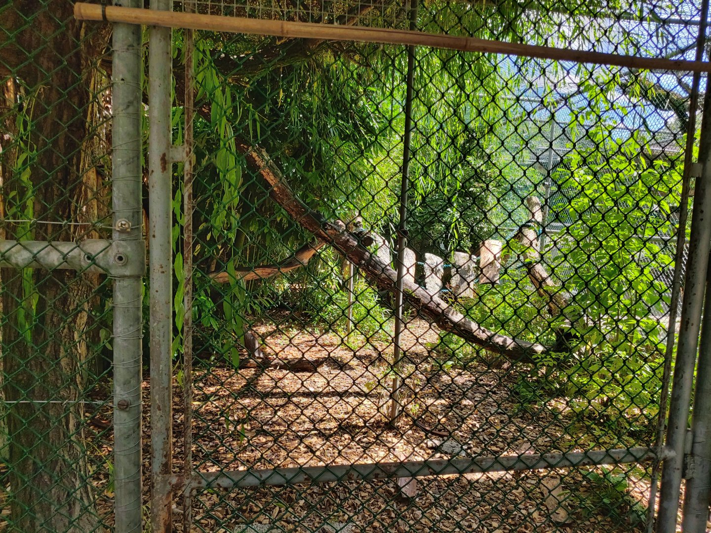 Crab-eating macaque (Macaca fascicularis) aviary - Bioparc Genève