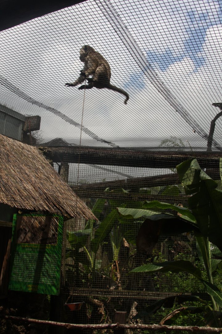 crab-eating macaque (Macaca fascicularis) exhibit 2013