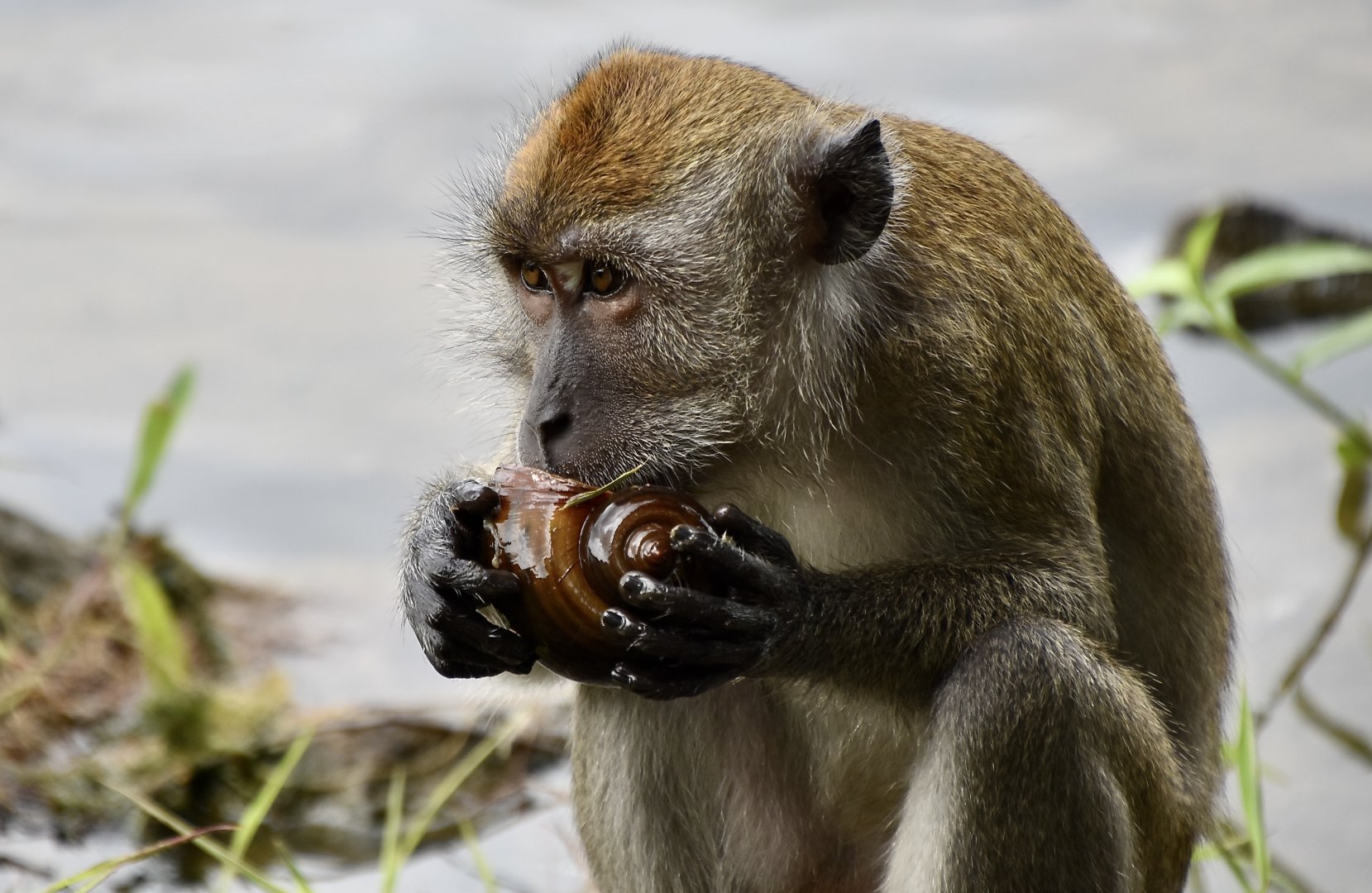 Crab-Eating Macaque (Macaca fascicularis fascicularis) feasting on an invasive apple snail - Lower Peirce Reservoir