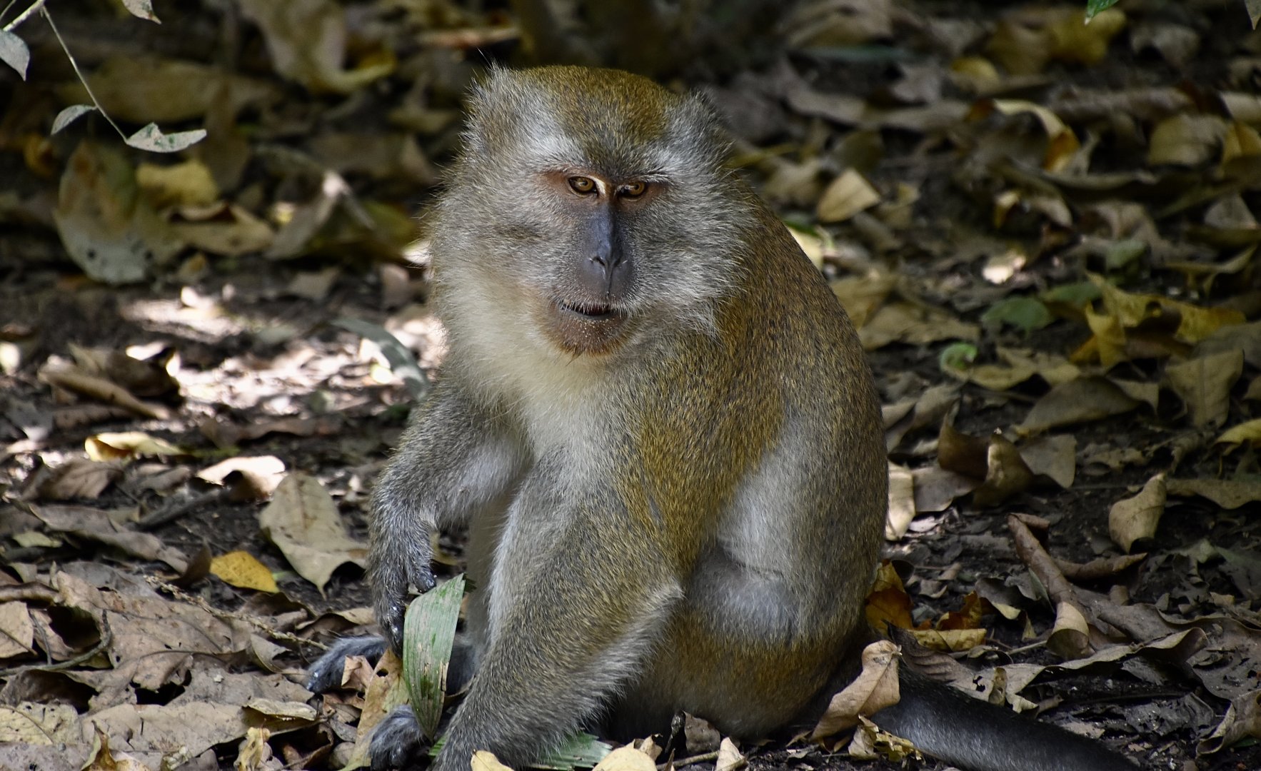 Crab-Eating Macaque (Macaca fascicularis fascicularis) male - wild