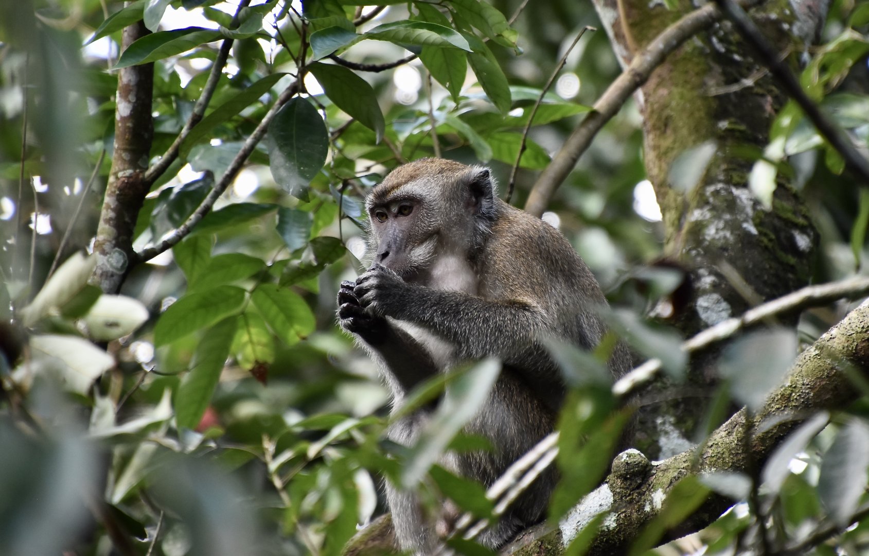 Crab-Eating Macaque (Macaca fascicularis fascicularis) - wild
