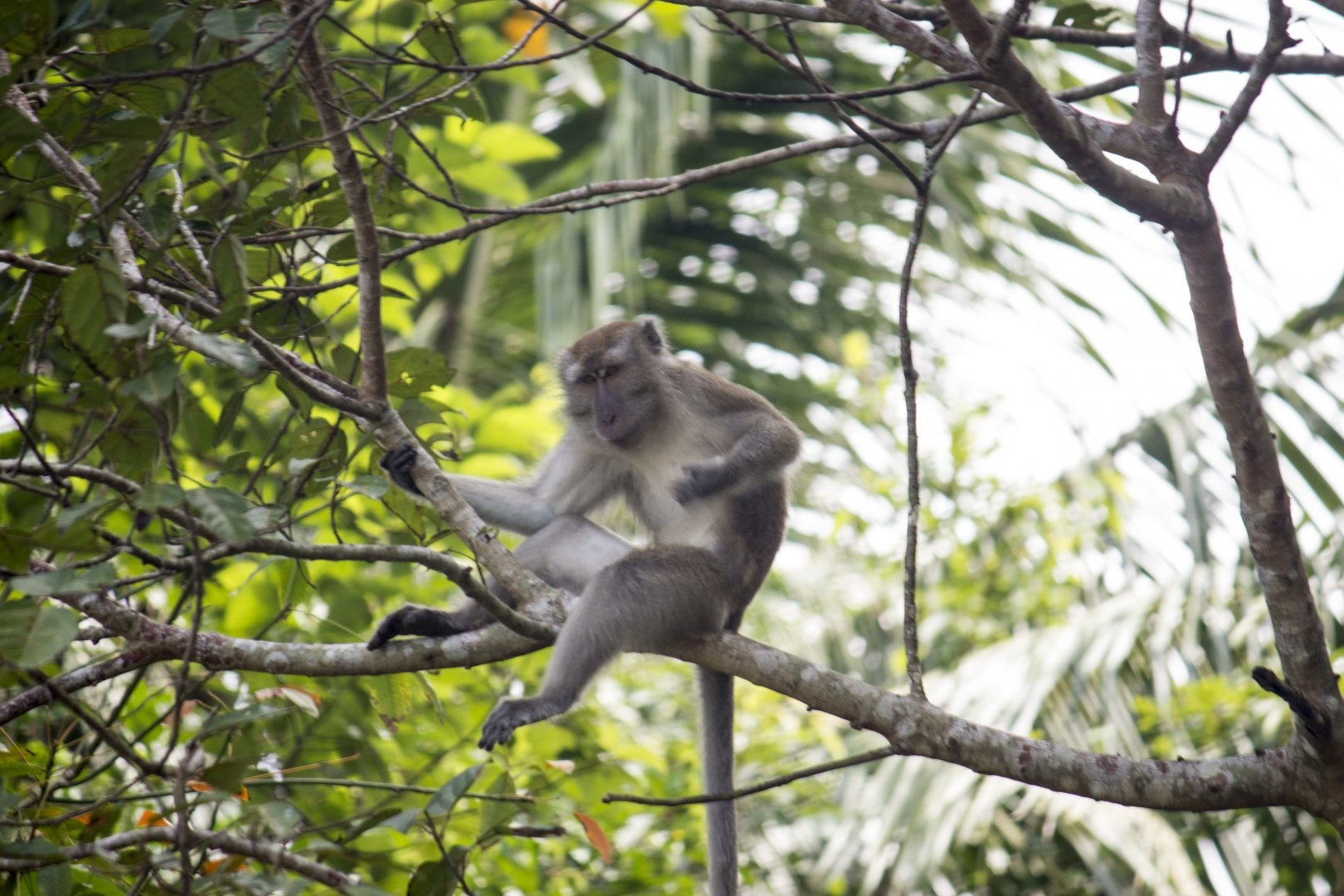 Crab-eating macaque, Macaca fascicularis fascicularis