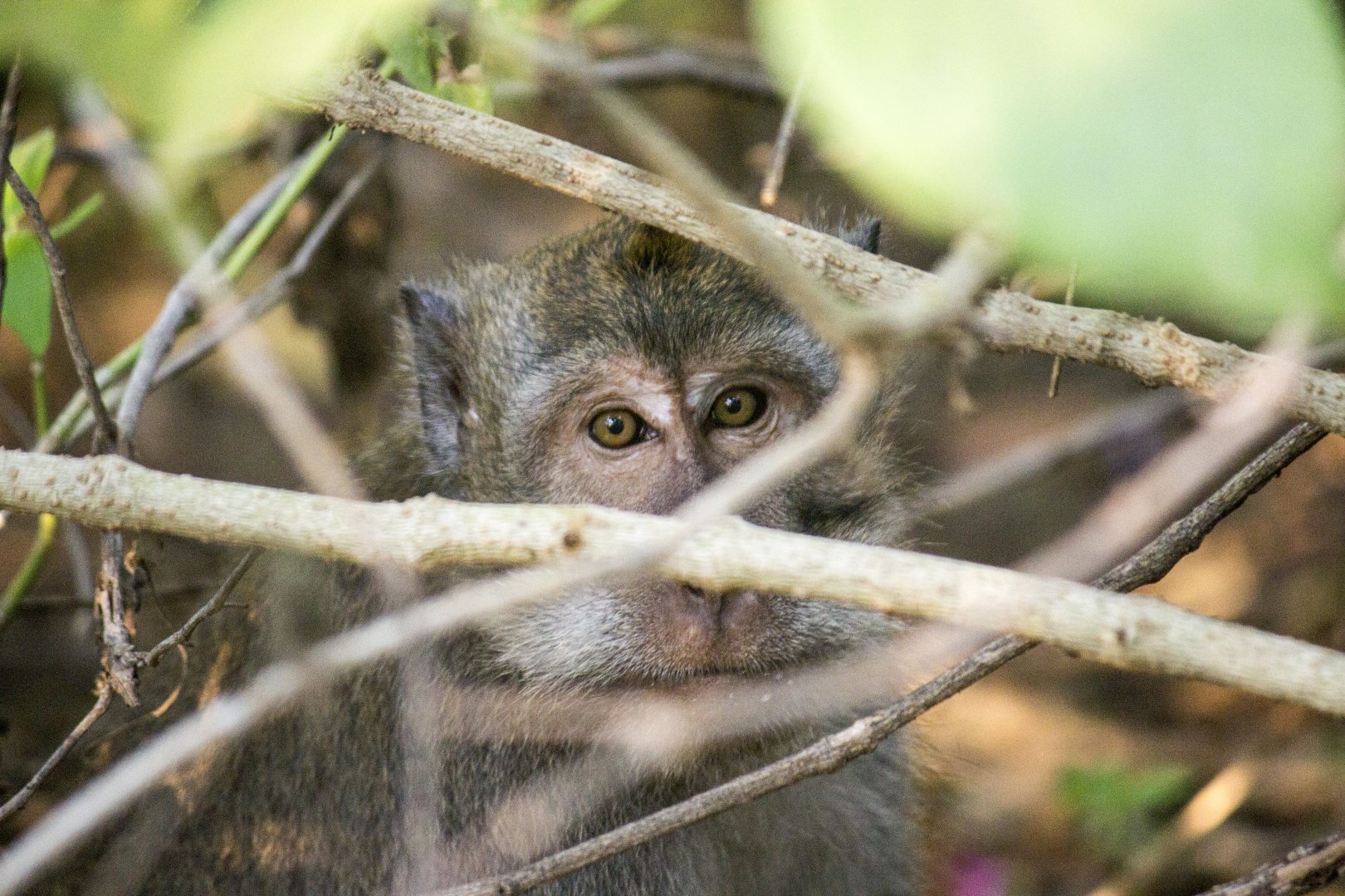 Crab-eating macaque, Macaca fascicularis fascicularis