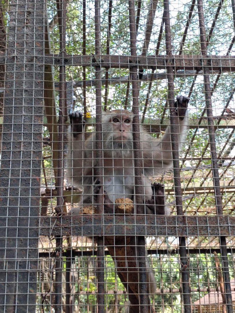 Crab-eating Macaque (Macaca fascicularis) - Taru Jurug Zoo