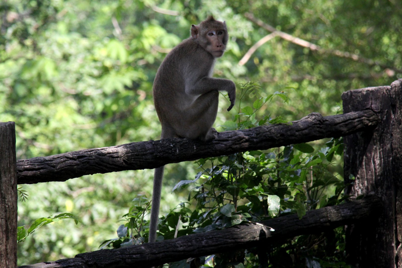 crab-eating macaque (Macaca fascicularis) wild