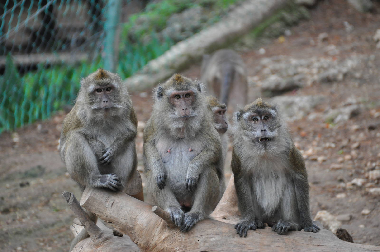 Crab-eating macaque/ Macaca fascicularis