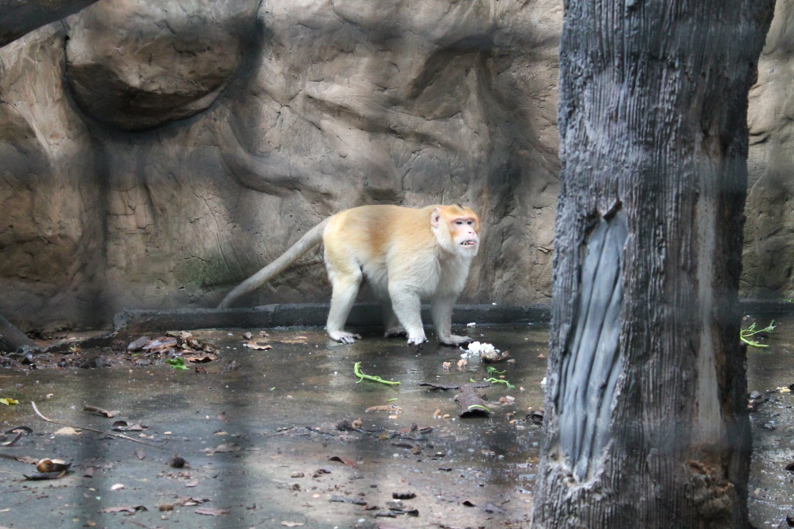 Crab-eating Macaque (Macaca fascicularis)