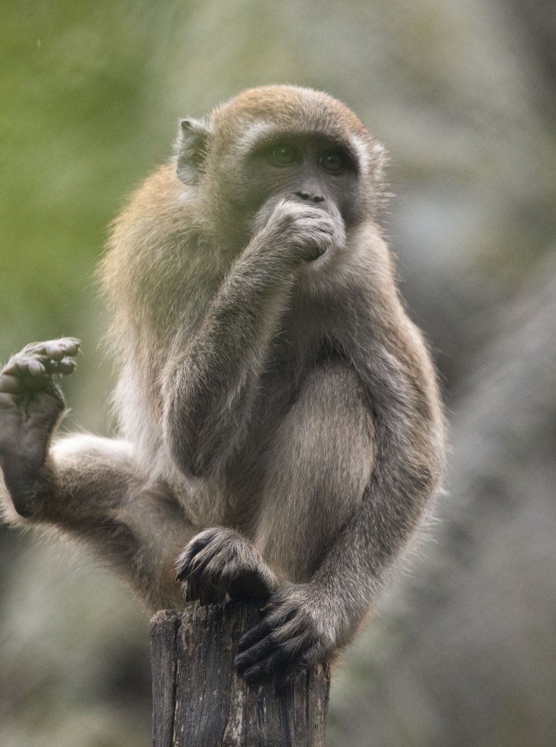 Crab-eating macaque (Macaca fascicularis)